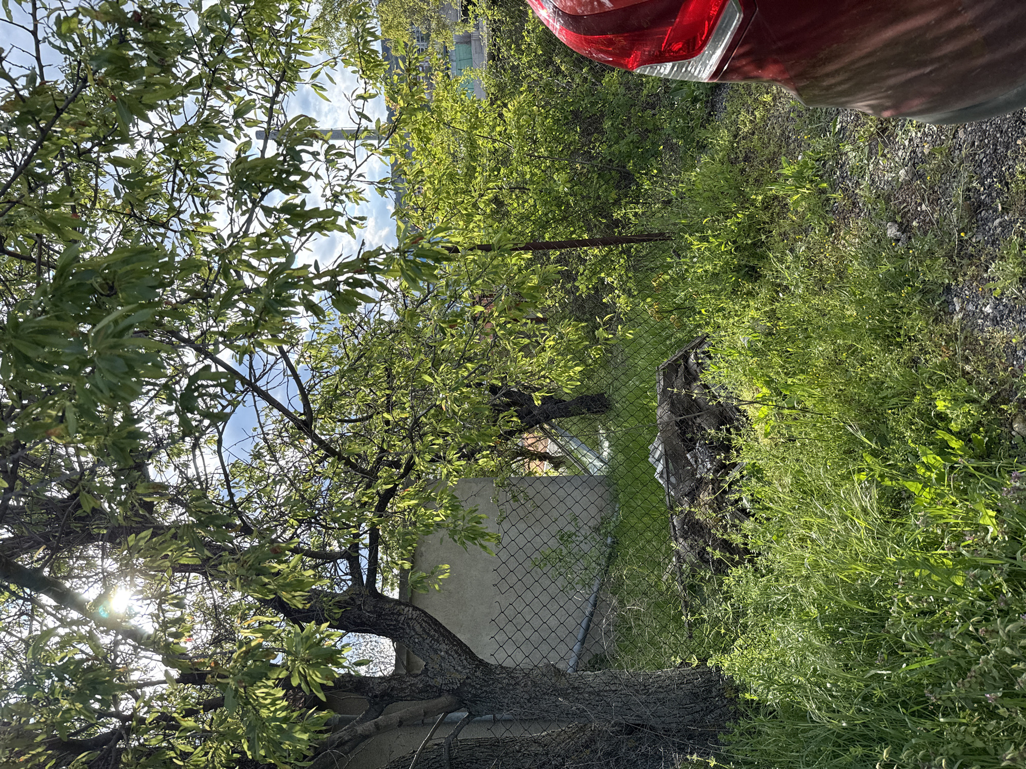 The scene is an overgrown backyard in Varna, Bulgaria, adjacent to a paved area where a red car is partially visible in the upper right. A chain-link fence separates the yard from a concrete structure. Lush, untamed green vegetation fills the ground, obscuring much of the yard. A mature tree dominates the left side of the frame, its branches reaching towards a sky visible through the leaves. The sun is shining through the tree. There are no people visible. The overall impression is one of neglect and untended natural growth.