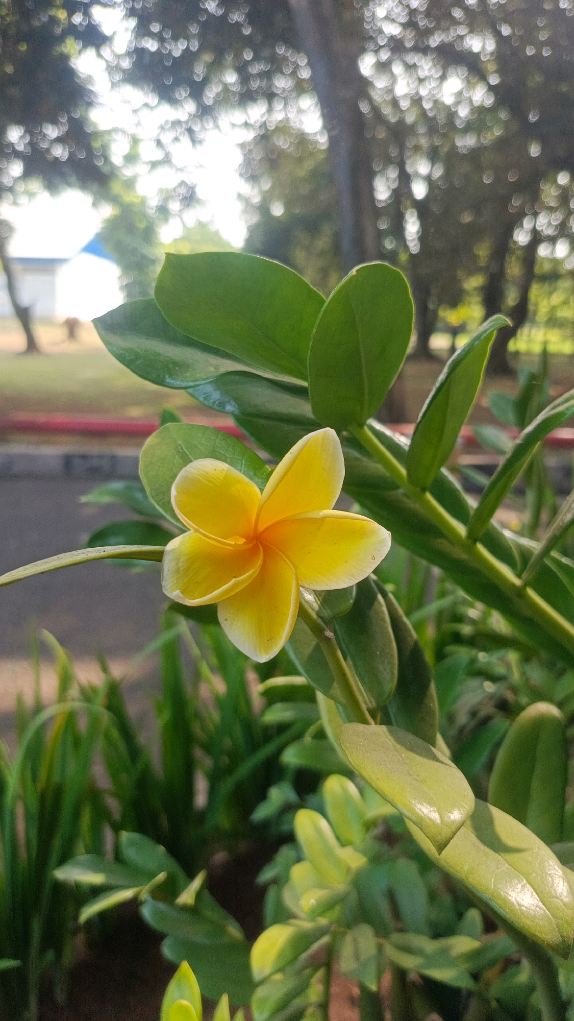 This is a close-up, vertical, outdoor, daytime photograph taken in Citeureup, Indonesia. The primary subject is a single, vibrant yellow flower with white-tipped petals, likely a frangipani, in full bloom. The flower is positioned slightly to the left of the frame and is in sharp focus. It is surrounded by lush, green foliage, with several large, glossy leaves in the foreground and midground. The background is softly blurred (bokeh effect), showing trees with dappled sunlight filtering through, suggesting an arboreal setting. In the far distance, a building with a white and blue facade is partially visible. The ground appears to be covered in soil and some dried leaves, with hints of a paved surface or pathway at the bottom left, edged by a red stripe. There are no people or animals visible in the image. The overall impression is one of natural beauty and tranquility, possibly in a garden or park area.