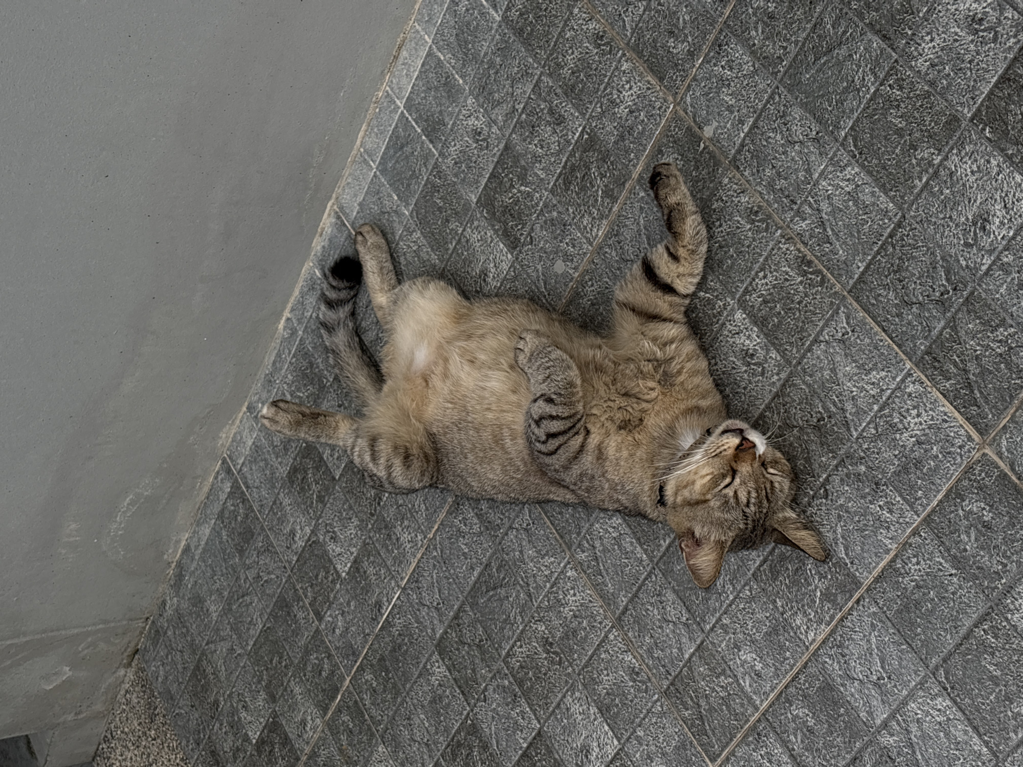 A tabby cat is sleeping on its back on a gray tiled floor next to a gray wall. The cat's eyes are closed, and its paws are curled up towards its chest. The cat's tail is striped and curled around its body. The tiled floor appears to be outdoors, and the wall is likely part of a building. The scene is well-lit, suggesting it is daytime. There are no other subjects or objects visible in the image. The location is described as the city of Choeng Thale, Thailand.