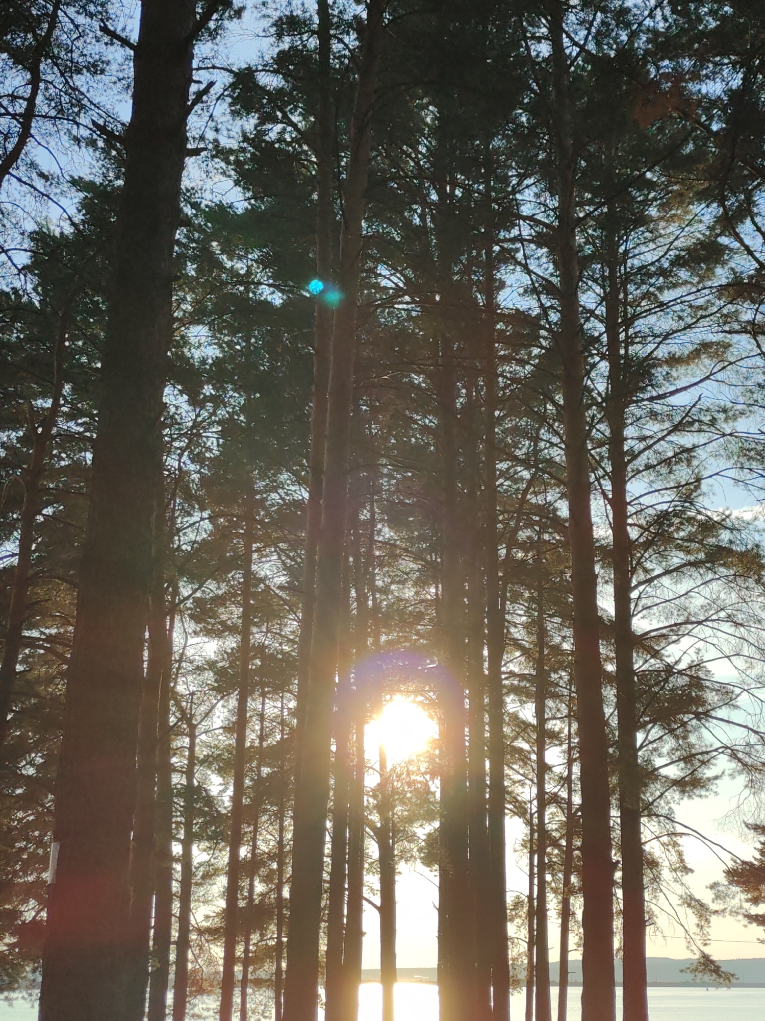 This image depicts a serene forest scene in Chaikovsky, Russia, at sunset. Tall pine trees dominate the foreground, their dark trunks silhouetted against the vibrant sky. Sunlight streams through the branches, creating a lens flare effect and casting long shadows. The warm glow of the setting sun reflects on a body of water in the distance, which appears calm and still. The sky is a gradient of soft blues and oranges, indicative of a clear evening. There are no people or prominent objects visible, emphasizing the natural beauty of the location. The overall mood is peaceful and tranquil, capturing the quiet beauty of nature at dusk. There is no visible text in the image.