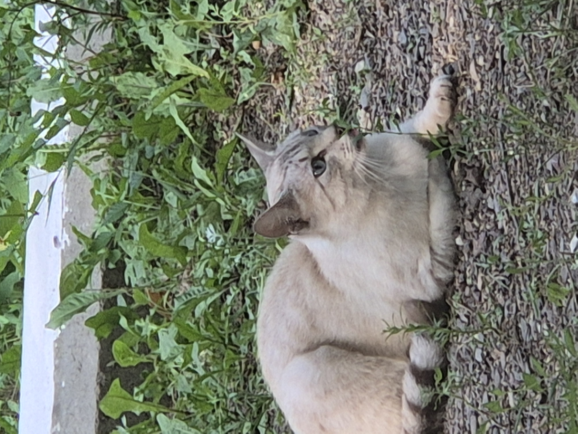 A light-colored cat with blue eyes and faint tabby markings is lying down on a gravelly surface covered with sparse green vegetation. The cat is positioned in the center of the frame, facing to the right. Behind the cat, a white concrete ledge is visible, bordering a dense growth of green leaves and plants. The overall scene appears to be an outdoor setting, possibly in a garden or along a pathway in Новоишимское, Kazakhstan.