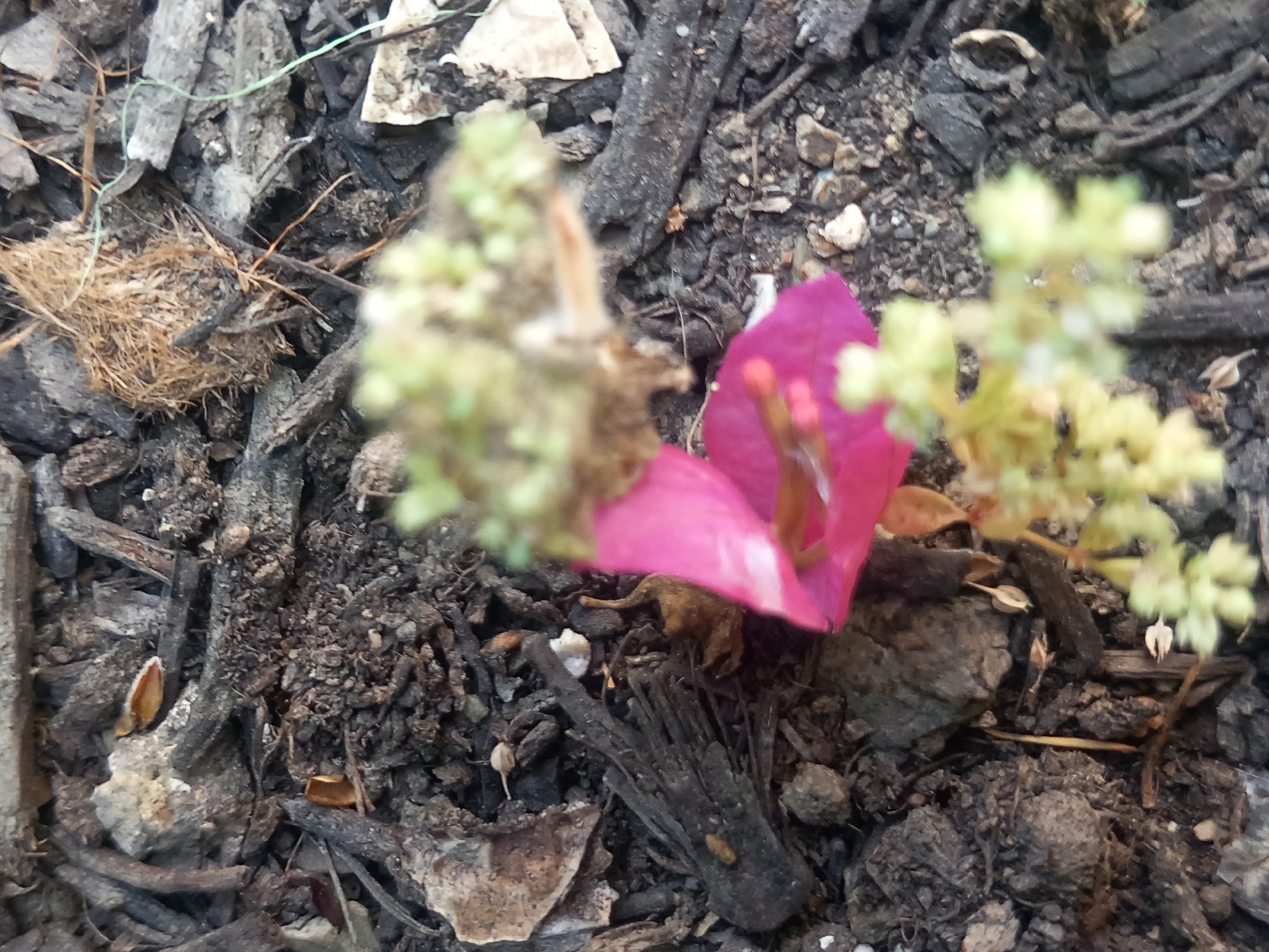 The image displays a close-up view of the ground in Άγιος Νεκτάριος, Greece. The surface is primarily composed of dark soil mixed with wood chips, small stones, and dried plant debris. A vibrant pink bougainvillea petal is visible in the lower left quadrant of the image, with some blurred green foliage and delicate seed-like structures also present. The lighting suggests an outdoor environment, possibly a garden or pathway. There are no individuals or animals depicted.