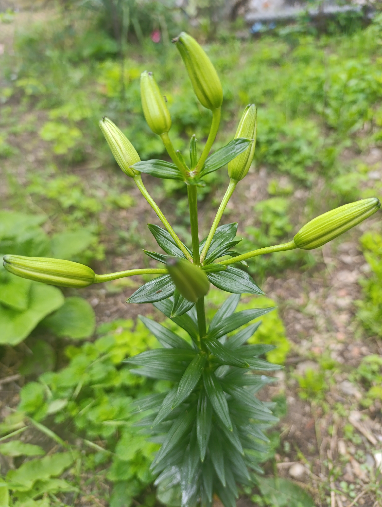 This image, taken in Nikolichevtsi, Bulgaria, depicts a single green plant, likely a lily, centered in an outdoor garden or natural environment under diffused daylight. The plant features an erect, green stem with numerous elongated, lanceolate, dark green leaves arranged densely along the lower and middle sections. At the upper portion of the stem, seven prominent, elongated, light green flower buds are visible. These buds are closed, exhibit subtle longitudinal striations, and are arranged radially around the stem. One bud is positioned centrally, slightly lower than the others. Tiny dark specks, consistent with small insects such as ants, are discernible on the surface of at least two of the buds. The background is out of focus, showing a blend of various green foliage and patches of brown earth. No people or human activity are observed.