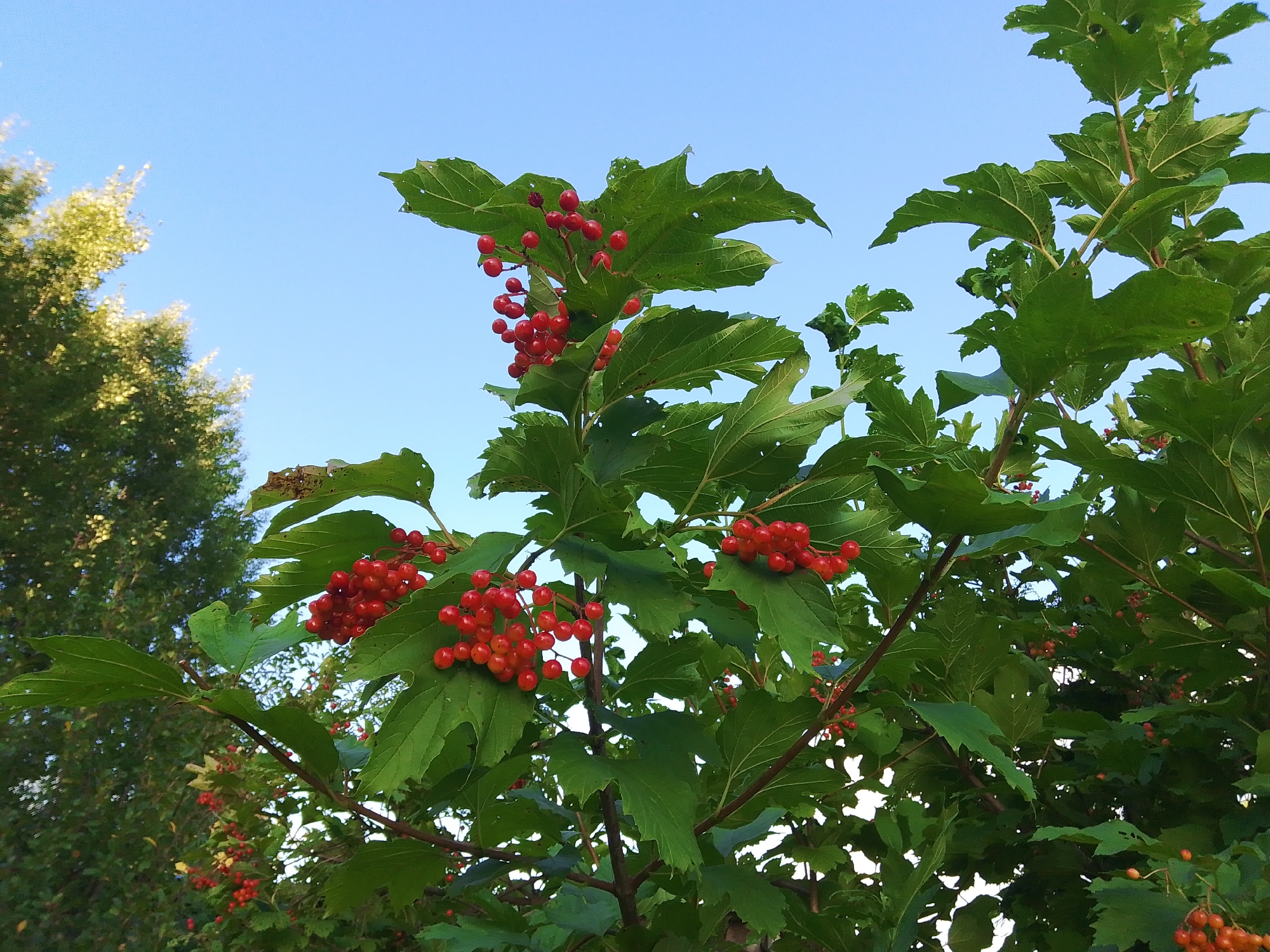 The image shows a close-up view of a tree with bright red berries and large green leaves against a clear blue sky. The berries are clustered together, and some are partially obscured by the leaves. The leaves are broad and have a slightly serrated edge, with visible veins. The tree appears to be outdoors, possibly in a park or garden setting. The lighting suggests it is daytime, with the sun illuminating the scene from above. There is a blurred green tree in the background on the left side of the image. The image does not depict any people or specific landmarks that would indicate its location in Kovrov, Russia.