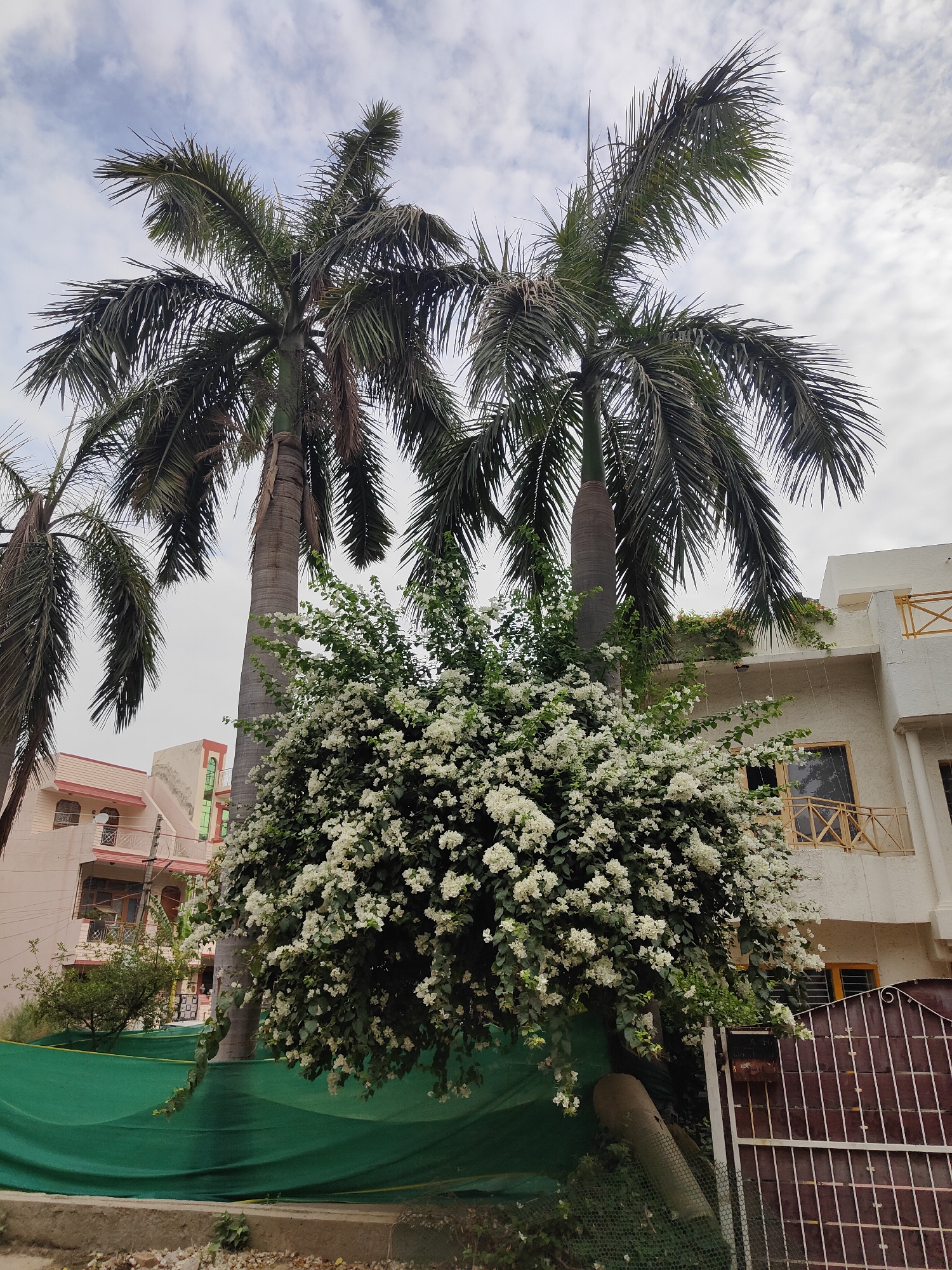 The image captures a scene in Gurgaon, India, featuring several palm trees with lush green fronds against a cloudy sky. In the foreground, a large flowering bush with abundant white blossoms is prominently displayed. To the right, a modern white building with balconies and yellow railings is visible. The lower portion of the image shows a dark brown metal gate with intricate grillwork and a portion of a green protective screen. The overall environment suggests a residential or possibly commercial area with tropical vegetation. There are no people or animals visible in the frame.