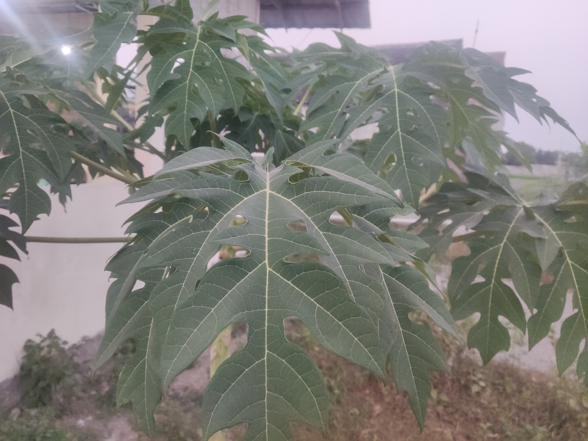 The image shows a close-up of several large, green, palmate leaves of a papaya tree. The leaves are deeply lobed with prominent veins and some of the leaves have holes or missing sections. The background is out of focus and appears to be an outdoor setting. In the upper portion of the image, a portion of a roof structure is visible, suggesting it is near a building. The ground in the background is covered with dry grass and soil. The lighting is soft and diffused, indicating it might be overcast or dawn/dusk. There are no people or animals visible in the image. The scene is consistent with a garden or yard area in a semi-urban or rural environment, potentially in Trihanggo, Indonesia, given the vegetation and common architectural styles.