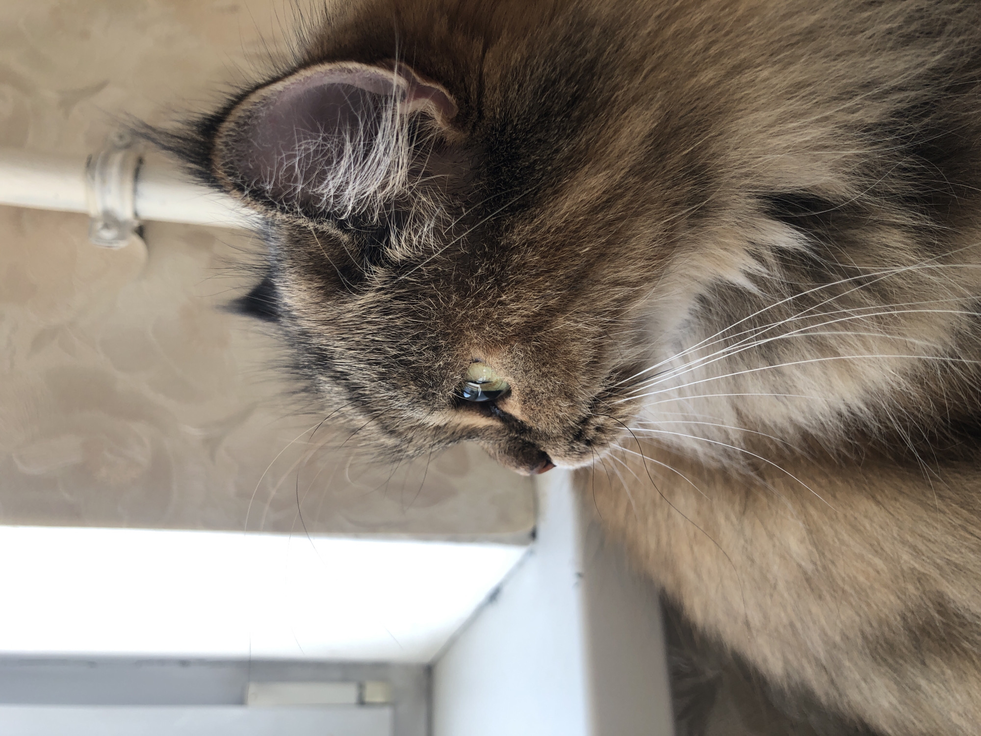 An extreme close-up, profile view shows a long-haired cat, likely a Maine Coon mix, sitting on what appears to be a windowsill. The cat's fur is a mix of brown, black, and tan. Its right eye, a striking green, is looking off to the left of the frame. The cat's long, white whiskers are prominent. In the background, a light beige, textured wallpaper is visible, as is a white pipe with a clamp. The left side of the image shows a white windowsill and a portion of a white structure that may be a part of a window frame. The lighting suggests it is daytime.