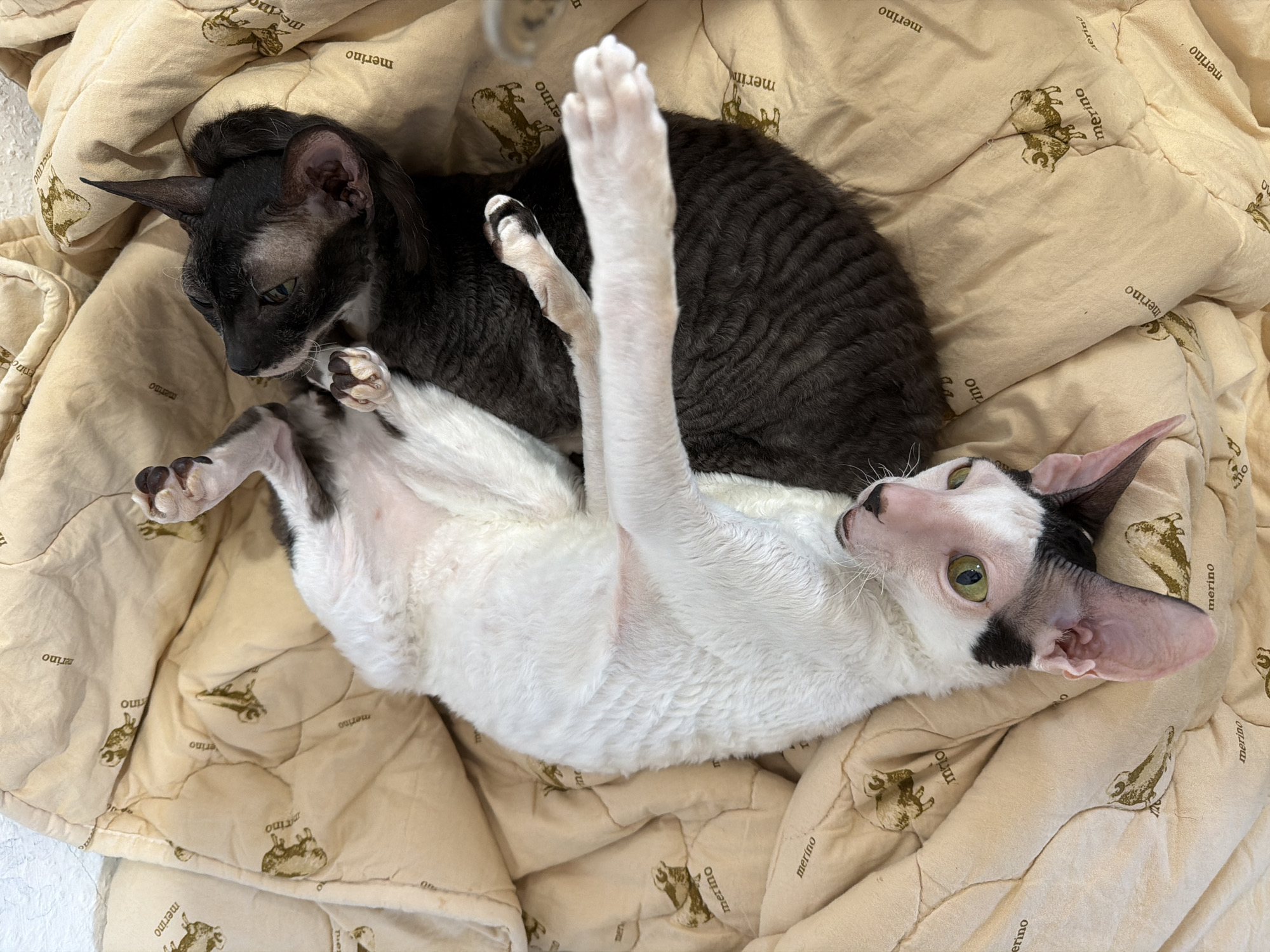 Two Cornish Rex cats, one predominantly white with black markings on its face and the other solid dark gray, are curled up together on a light tan blanket. The blanket features a repeating pattern of sheep and the word "merino." The white cat is on its back, with its front paws extended, and its head is turned to look at the camera with green eyes. The dark gray cat is nestled behind the white cat, with its head turned away. The image appears to be taken indoors, likely in a residential setting, given the soft furnishings and patterned blanket. There is no indication of the location being Yekaterinburg, Russia.