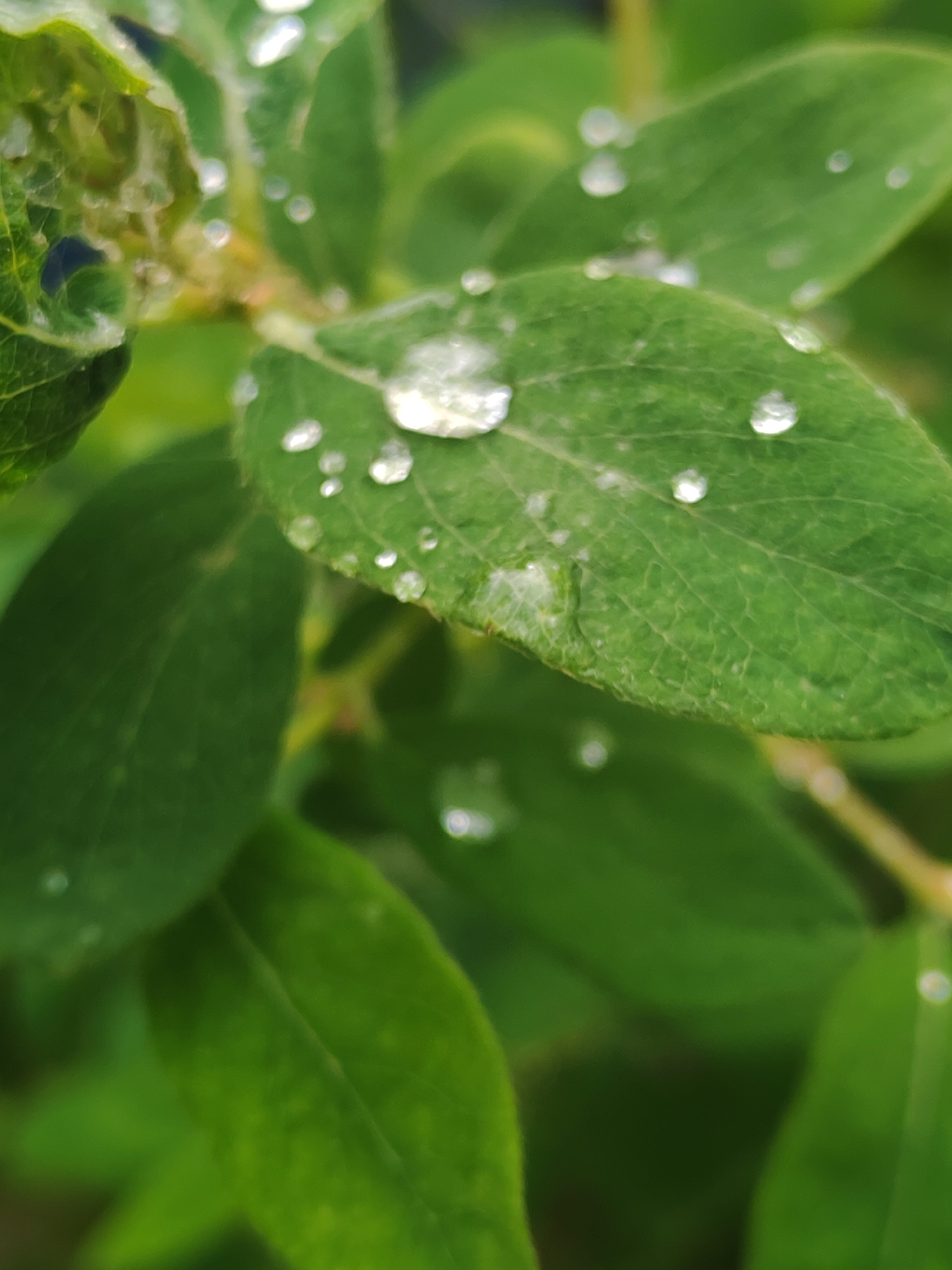 A close-up photograph depicts a cluster of green leaves, each speckled with numerous water droplets. The leaves are varying shades of green and display intricate vein patterns. The droplets reflect light and create a glistening effect. The environment appears to be an outdoor setting with natural lighting. The location is unknown.