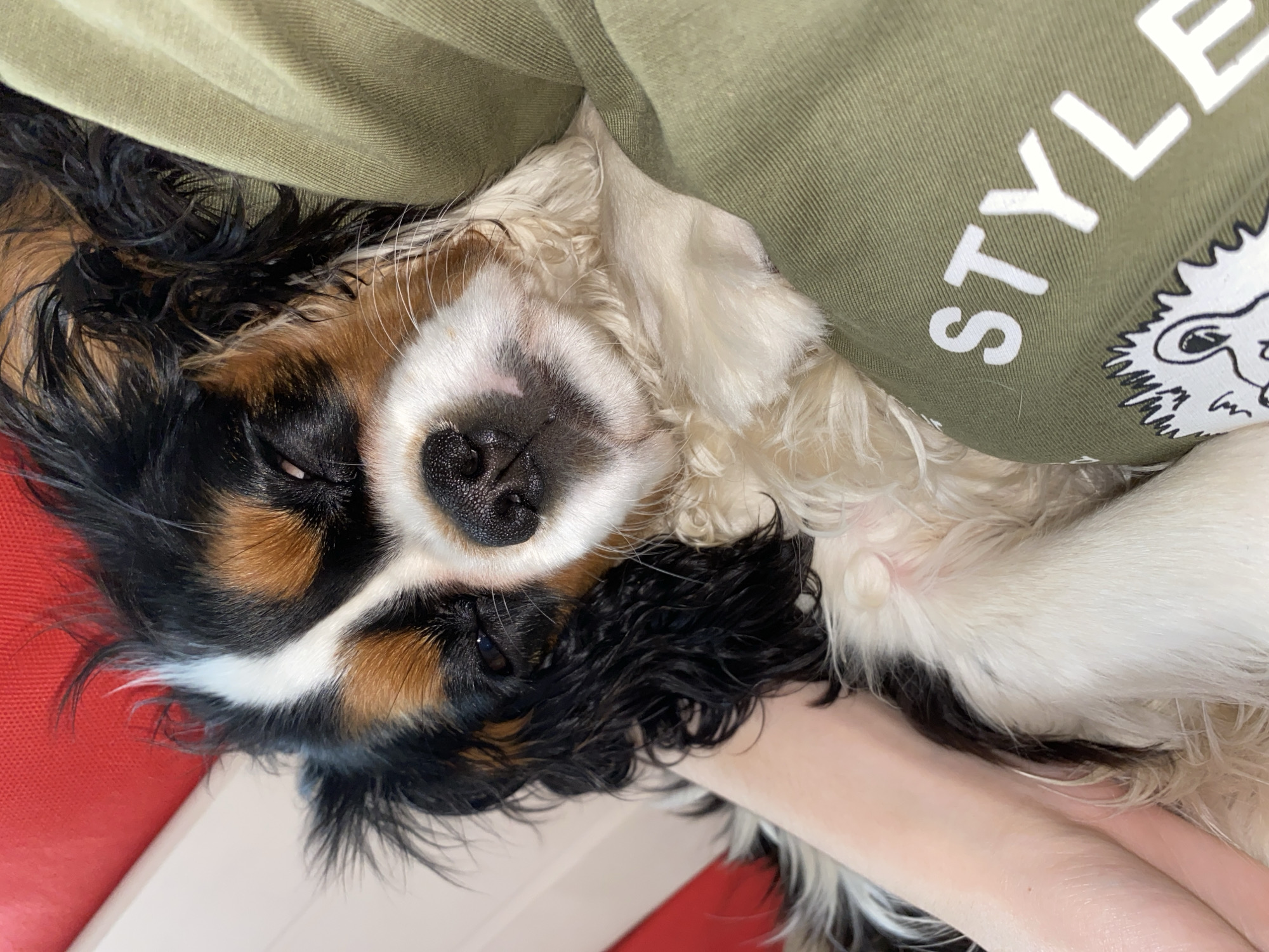 A Cavalier King Charles Spaniel lies on a red and white surface, possibly a bed or couch, with its head resting on a person's forearm. The dog is tri-colored (black, white, and tan) and is positioned close to the camera, filling much of the frame. The person is wearing an olive-green t-shirt with the white word "STYLE" printed on it, alongside a white cartoon lion graphic. The environment is domestic and nondescript. Votkinsk, Russia, is not discernible from this image.