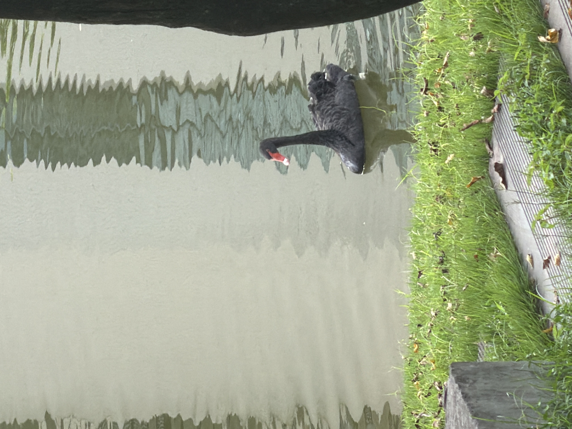 A solitary black swan with a red beak swims in a calm body of water. The swan is positioned in the right half of the frame, with its neck curved upwards. The water reflects the light, creating wavy patterns. In the foreground, lush green grass is visible, interspersed with fallen brown leaves. To the left, a concrete structure partially enters the frame. A dark tree trunk is visible on the far right edge of the image. The background is a light, textured surface, possibly a wall or embankment, with subtle reflections of the water. The scene appears to be a park or a waterfront area within the city of Jiangjin, China, characterized by its natural elements and urban infrastructure.