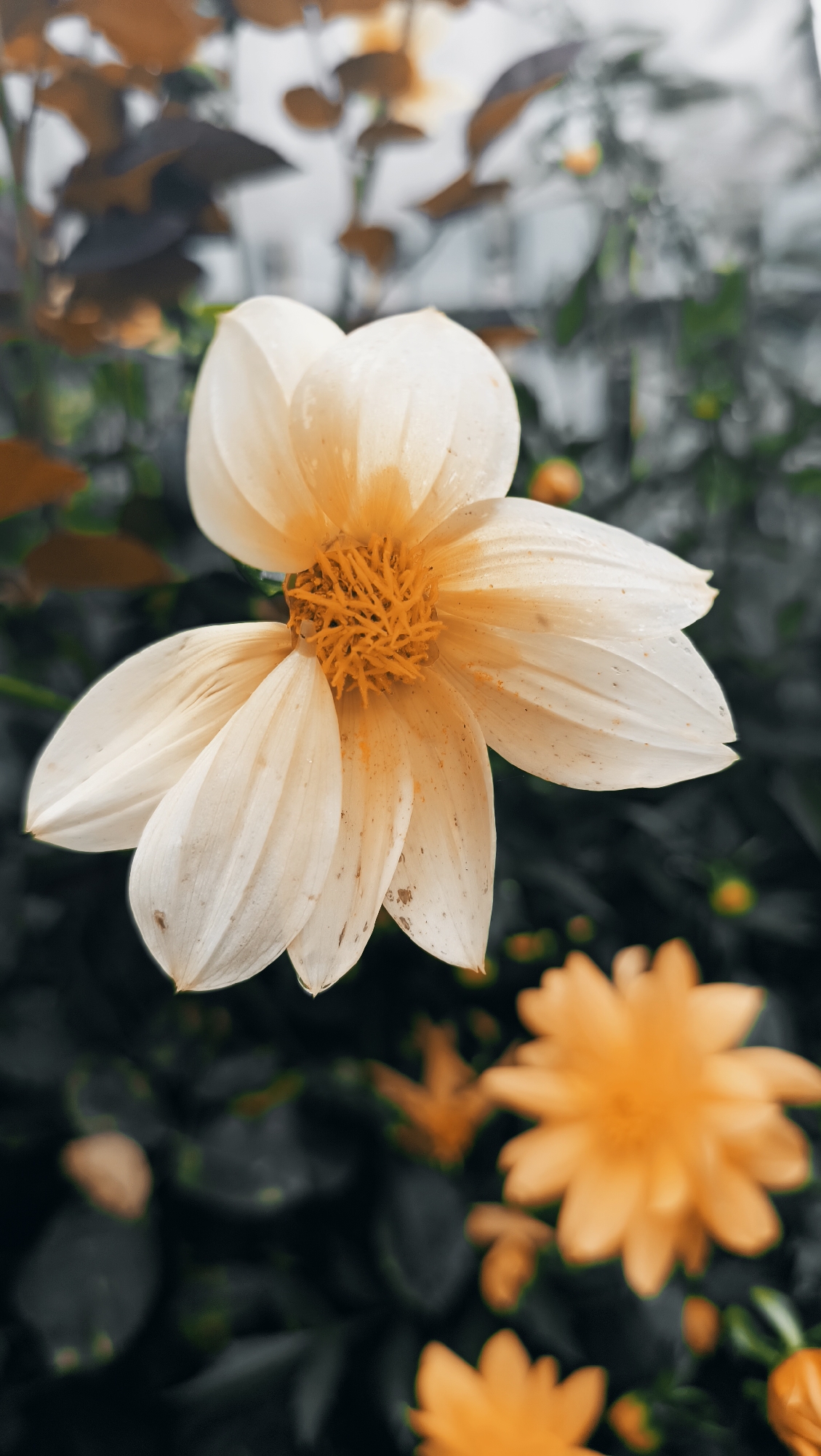 The image displays a close-up of a creamy white dahlia with an orange center, its petals slightly curved and tinged with yellow pollen. The background is a dark, out-of-focus arrangement of green leaves and hints of other orange flowers. The lighting is soft, creating a shallow depth of field that emphasizes the central bloom. The location is identified as Karsha, Russia, though there are no elements within the image itself that specifically indicate this location. There are no people, actions, or interactions depicted.