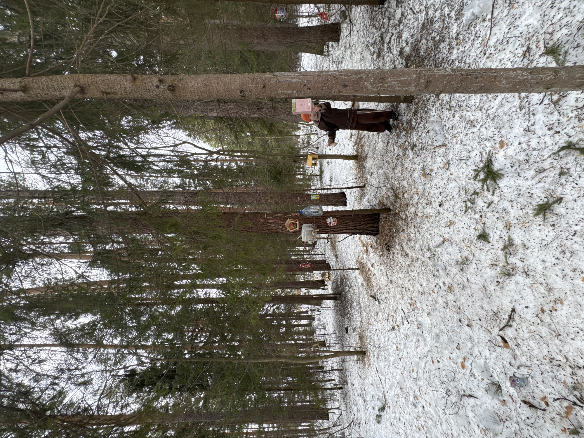 The image depicts a snow-covered wooded area, likely a park or forest, in Votkinsk, Russia. Tall, coniferous trees line the pathway, with numerous birdhouses and feeders attached to their trunks. A person wearing a dark coat and possibly brown pants stands near one of the trees, interacting with the bird feeders. The ground is covered in a mix of snow, fallen leaves, and twigs. The overall environment suggests a cold, winter setting.