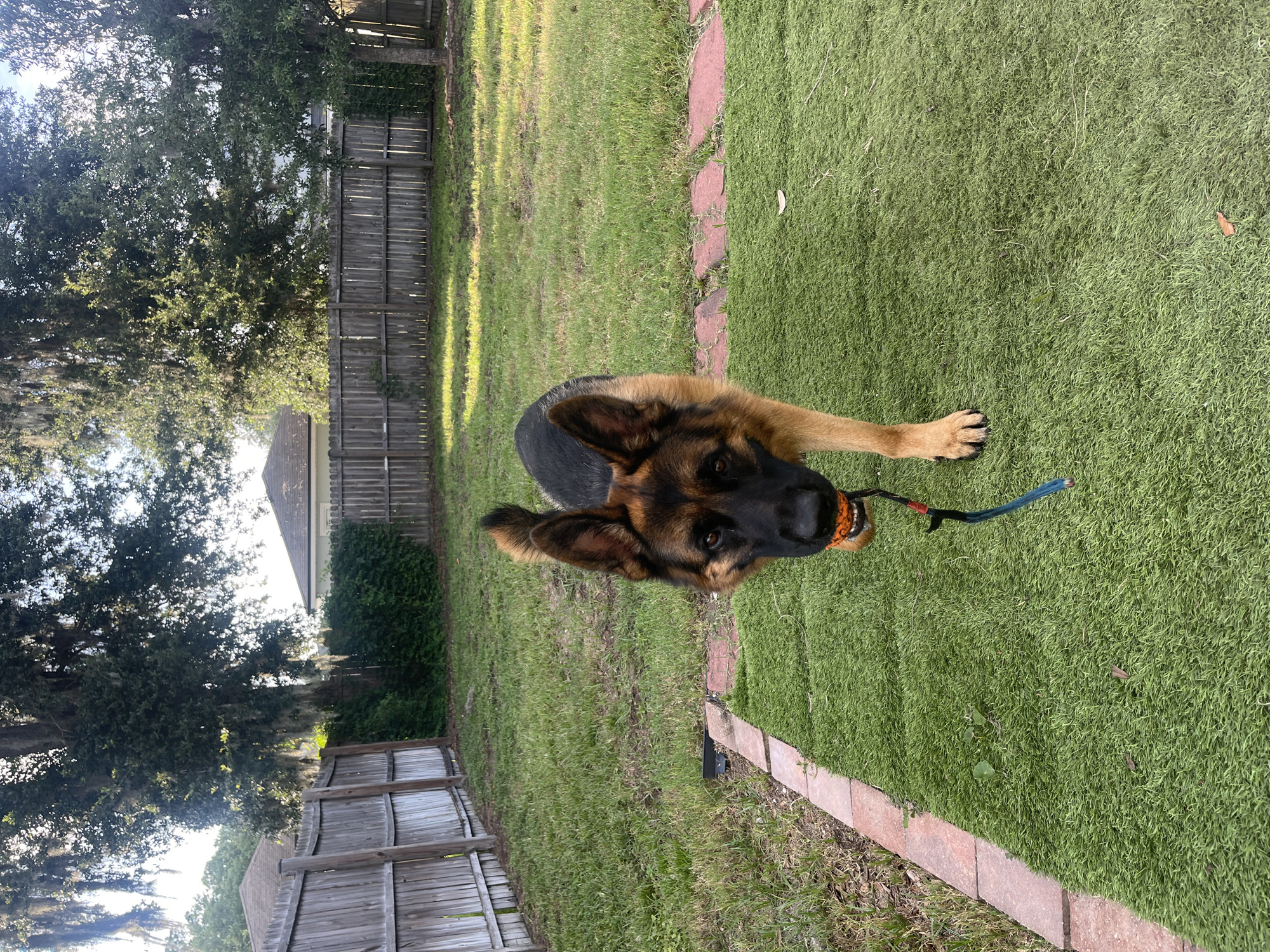 A German Shepherd dog stands on a patch of artificial turf in a backyard, holding an orange ball in its mouth. The dog is facing the camera, with its ears perked up and a blue leash dangling from its mouth. The backyard has a wooden fence in the background and is covered in grass and artificial turf. Trees with Spanish moss are visible behind the fence, suggesting a humid climate. The sun is shining, casting shadows on the grass, indicating it is likely late afternoon or early morning. The location appears to be a residential area in Jacksonville, Florida.
