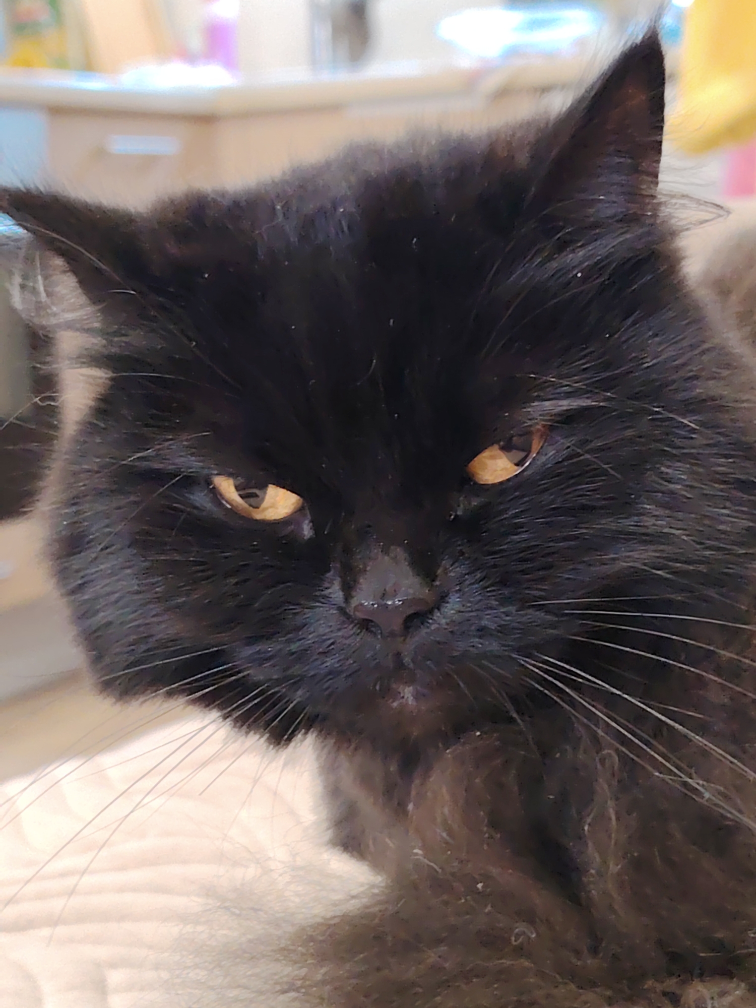 A close-up, eye-level shot focuses on the face of a black, long-haired cat. The cat's amber eyes are open and looking forward. Its ears are pointed, and its whiskers are spread. The background is blurred and shows a light-colored surface with some indistinct objects in the distance. The scene appears to be indoors, possibly in a home, with soft lighting. There are no people or overt actions taking place. The location is not discernible from the image.