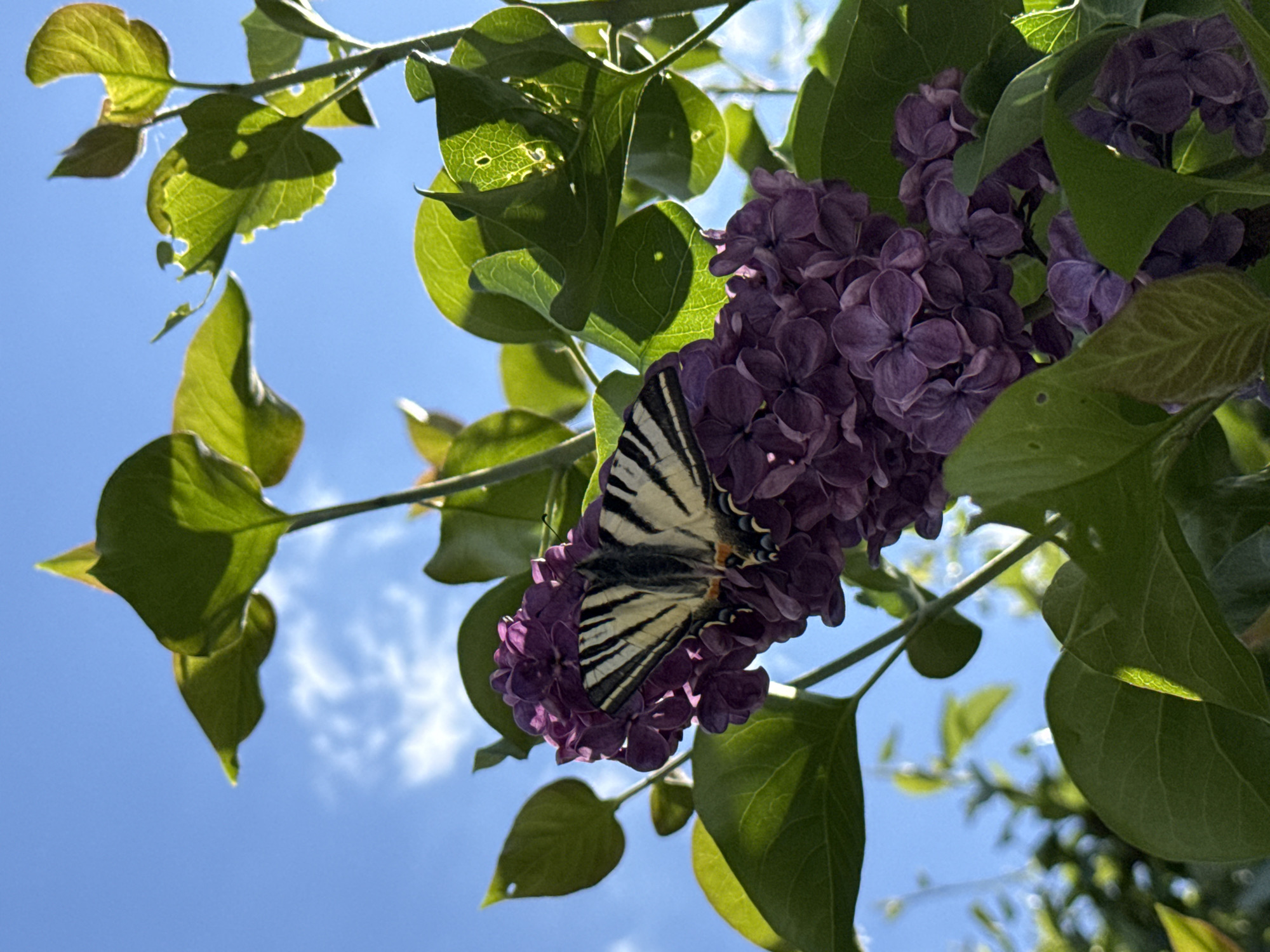 The image presents a low-angle, close-up view of a butterfly resting on a cluster of purple lilac flowers, set against a bright blue sky. The main subject is a black and white striped butterfly, likely a type of swallowtail, perched prominently on the vibrant purple blossoms. Its wings display distinct patterns of dark stripes on a lighter background.
Surrounding the butterfly and flowers are numerous green leaves, some appearing translucent as sunlight shines through them, highlighting their intricate vein structures. Other leaves are in shadow, providing depth to the foreground. A few leaves show signs of minor wear or insect damage, with small holes or irregular edges.
The background is a clear, bright blue sky, indicating a sunny day. A few faint, wispy white clouds are visible, particularly in the upper right portion of the frame. The overall lighting suggests it is daytime, with strong natural light illuminating the scene from above.
The perspective is from below, looking upwards through the foliage and flowers towards the sky, giving a sense of being under a tree or shrub. The composition focuses on the natural beauty of the butterfly and flowers in their environment. No text is visible in the image. This serene natural scene is located in the City of Zagreb, Croatia.