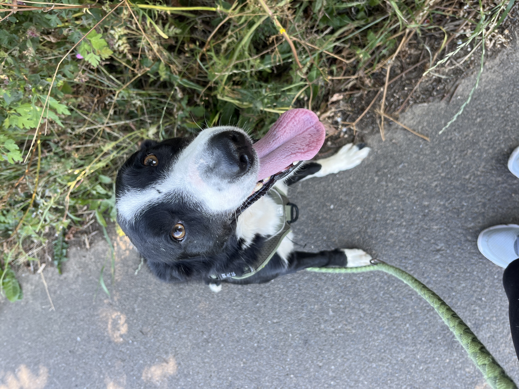 An eye-level, slightly high-angle, full shot captures a medium-sized, black and white dog from the chest up, sitting on a grey asphalt path. The dog's head is tilted upwards, and its mouth is open with a pink tongue hanging out. Its fur is black with white markings on its face, chest, and paws. It wears a light olive green harness. A green leash extends from the harness and runs out of frame to the lower left. To the right of the path is dense, dry grass and foliage, with some green leaves visible. The background appears to be an outdoor environment, possibly a park or a rural area, as suggested by the natural vegetation. The lighting indicates it is daytime. The image was captured in Amel, Belgium.