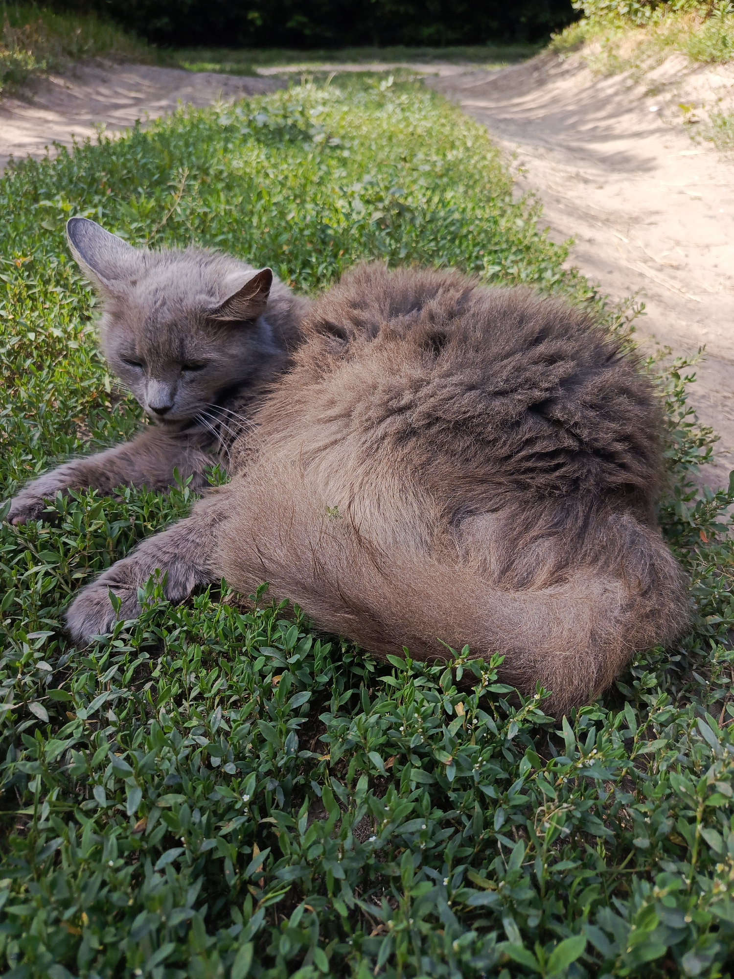 A fluffy gray cat is lying on its side in the grass next to a dirt path. The cat's eyes are closed, and its body is curled up. Its tail is wrapped around its body. The path is dry and dusty, with tire tracks visible. The grass is green and lush, with some small white flowers scattered throughout. In the background, trees and bushes can be seen. The lighting suggests it is daytime.