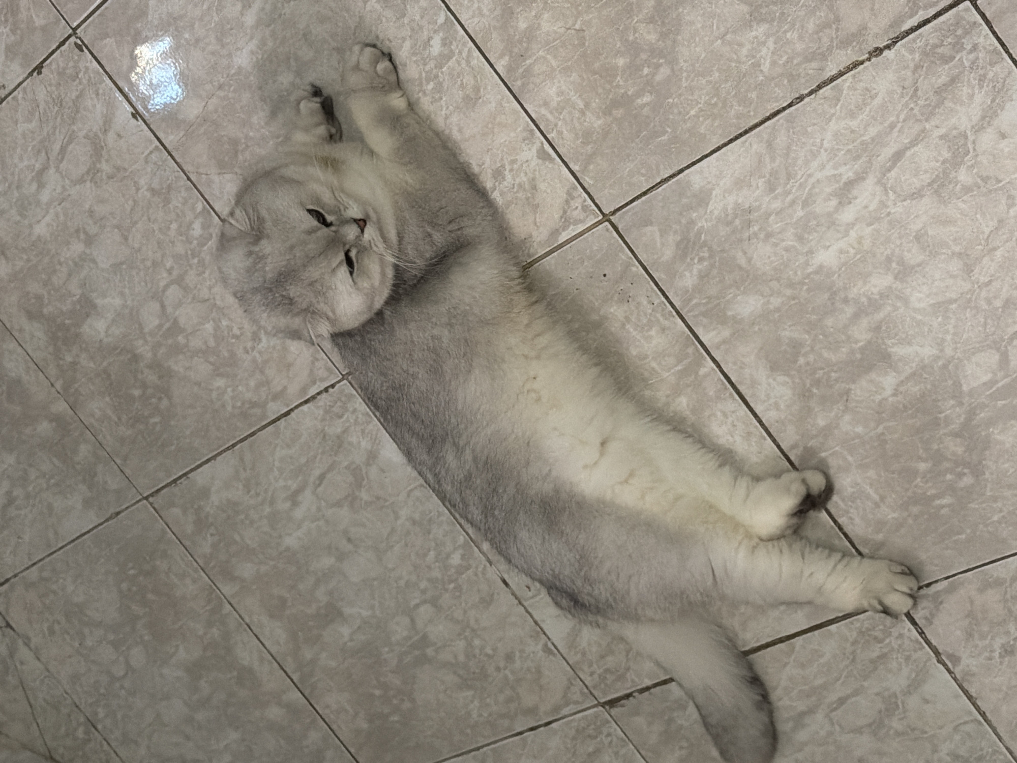 A light grey cat is lying on a tiled floor. The cat is in a relaxed position, stretched out on its side with its front paws extended. Its fur appears soft and fluffy, with darker grey markings on its ears and tail. The tiled floor is light beige with a subtle marble pattern. The lighting suggests an indoor environment. There is no indication of the location being Rome, Italy.