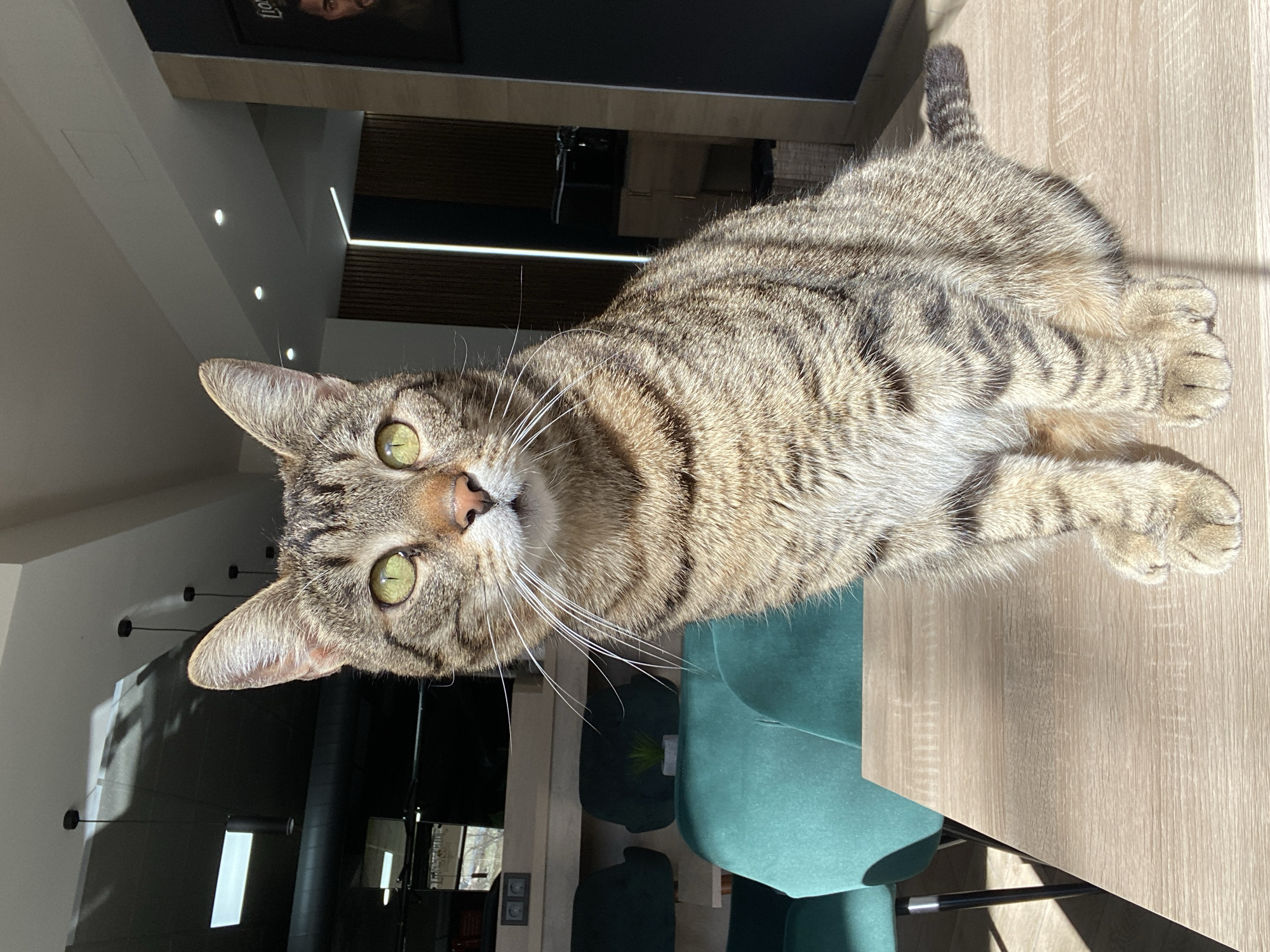 A medium-sized tabby cat, exhibiting brown, tan, and black striped fur, is seated centrally on a light wood-grain table. The cat faces directly forward, displaying prominent white whiskers and bright green eyes. Strong directional sunlight illuminates the cat from the front-left, casting shadows on the table surface behind it.
The background reveals a modern indoor setting located in Pleven, Bulgaria. To the immediate left, two teal upholstered chairs with black metal legs are partially visible, positioned behind a small potted succulent plant resting on a surface. Further left, an electrical outlet with two dark sockets is affixed to a light-colored wall. Reflections in a window or glass panel behind these elements suggest an exterior view and cast shadows, indicative of tree branches, onto a dark ceiling section above, which features hanging pendant lights and a rectangular light fixture.
To the right of the cat, a dark-framed picture or screen shows a partial view of a man's face. Behind this, a wall section is characterized by vertical light-colored wood slats interspersed with a vertical strip light. The ceiling in this area is white and equipped with recessed lighting. No human subjects are present in the image.