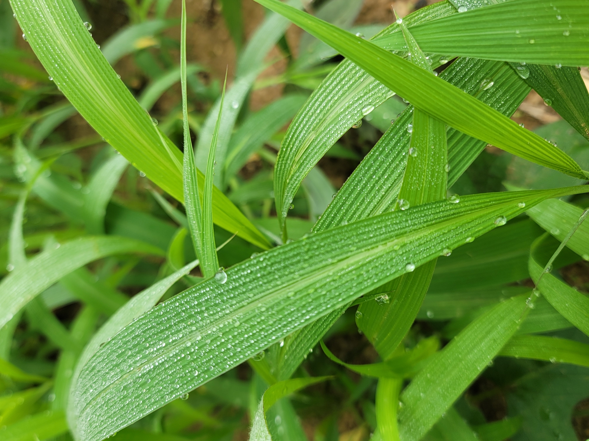 The image shows an overhead close-up of dew-covered blades of grass. The blades are various shades of green and exhibit parallel striations along their length. Water droplets cling to the grass surface. The image does not depict the location, people, interactions, or objects related to Barakin Akawo, Nigeria. It only depicts blades of grass with water droplets.