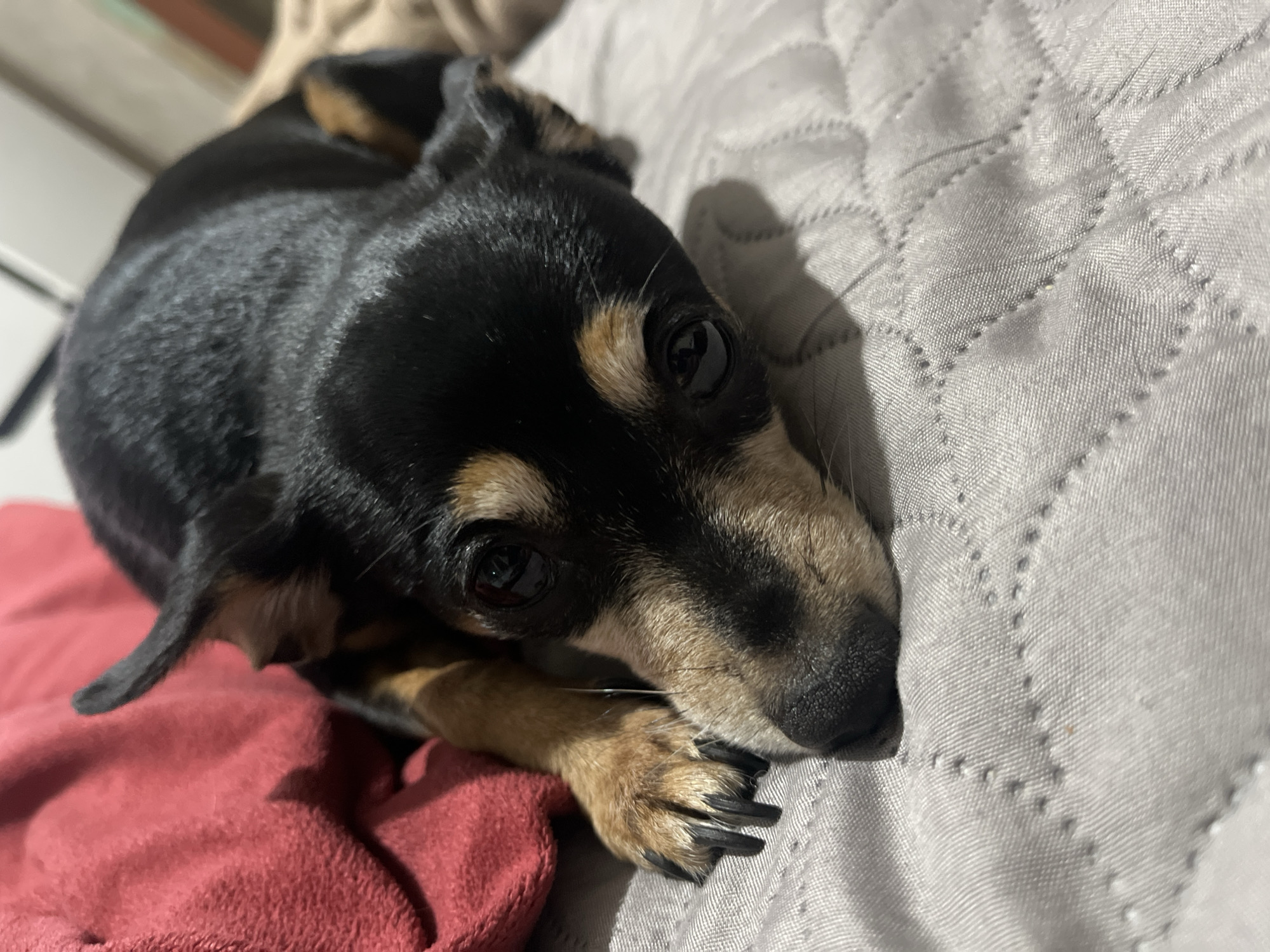 A black and tan miniature pinscher lies on a grey quilted blanket, its head facing the viewer. The dog's front paws rest on the blanket near its head. A red blanket is visible on the left side of the image. The location is unknown.