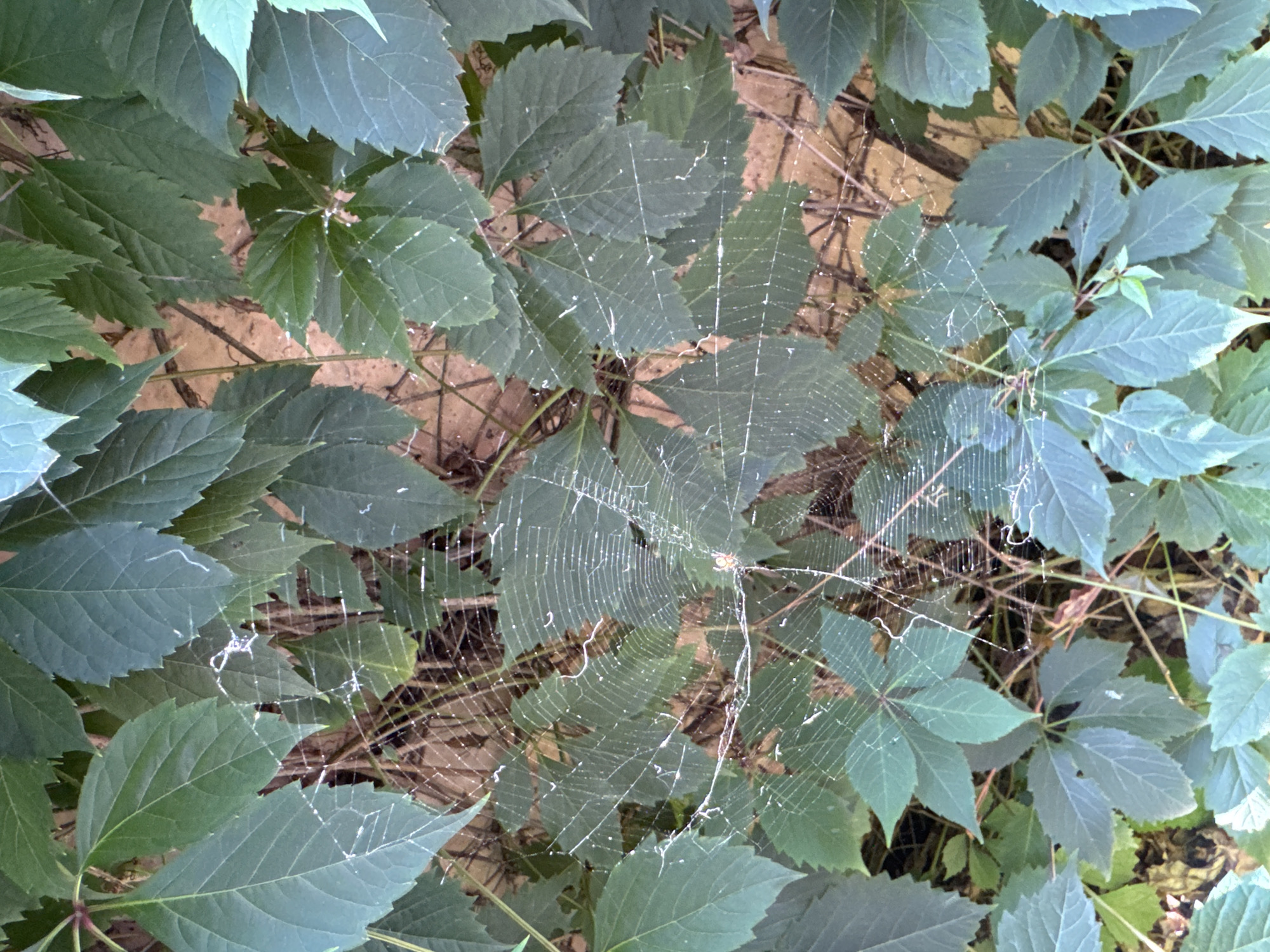A spiderweb is visible amidst green leaves and brown vines. The web is intricate and appears slightly dusty or covered in small particles, catching the light. Several leaves are partially obscuring the web, creating a layered effect. The background consists of more vines and a textured surface, possibly a wall. There are no people or animals clearly identifiable in the image, other than the presumed spider that may be on the web. The setting appears to be outdoors, in a natural or semi-natural environment.