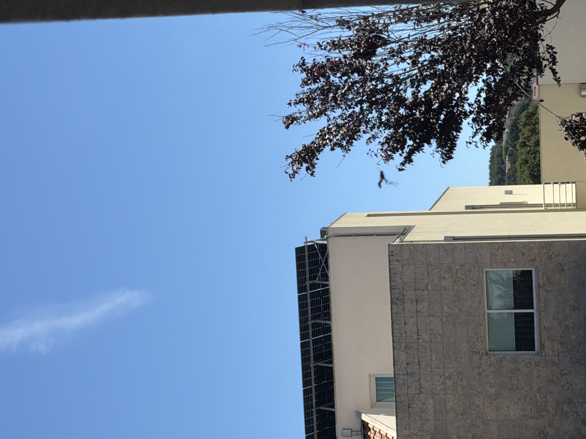 This media file captures an upward-looking view of a bright, clear sky, with a portion of a building in the lower right and a tree branch in the upper right. The building appears modern, with a light-colored facade and a section covered in grey stone tiles. A prominent feature of the building is a vertical array of solar panels on its side. A window with a white frame is visible on the tiled section, reflecting the sky and possibly interior lights. The tree branch, with dark purple or reddish leaves, extends from the upper right of the frame, partially obscuring the sky. A small, dark object, possibly a bird or an insect, is captured mid-flight in the sky. A faint, wispy cloud is present in the upper left portion of the sky. The lighting suggests it is daytime, likely with bright sunshine given the clear sky. The overall scene conveys a sense of an urban or suburban environment with modern architecture and natural elements. There is no visible text in the image. The location context provided is Gondomar, Portugal.