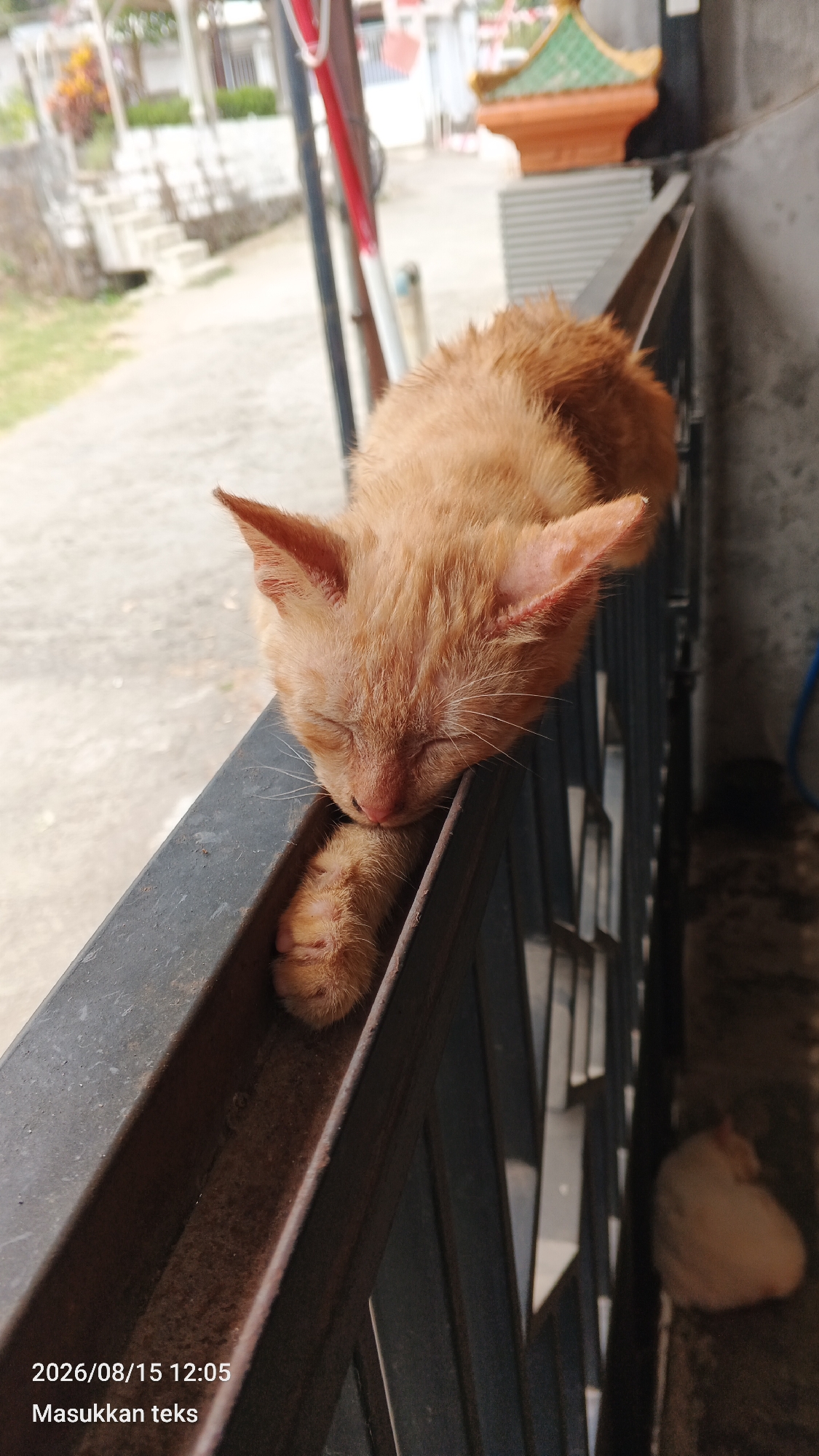 An orange kitten is sleeping on a metal railing in front of a building. The kitten's eyes are closed, and its body is curled up. Its front paws are resting on the railing. In the background, there are some buildings and trees. The image is taken during the day. The text on the bottom left corner says "2026/08/15 12:05 Masukkan teks".