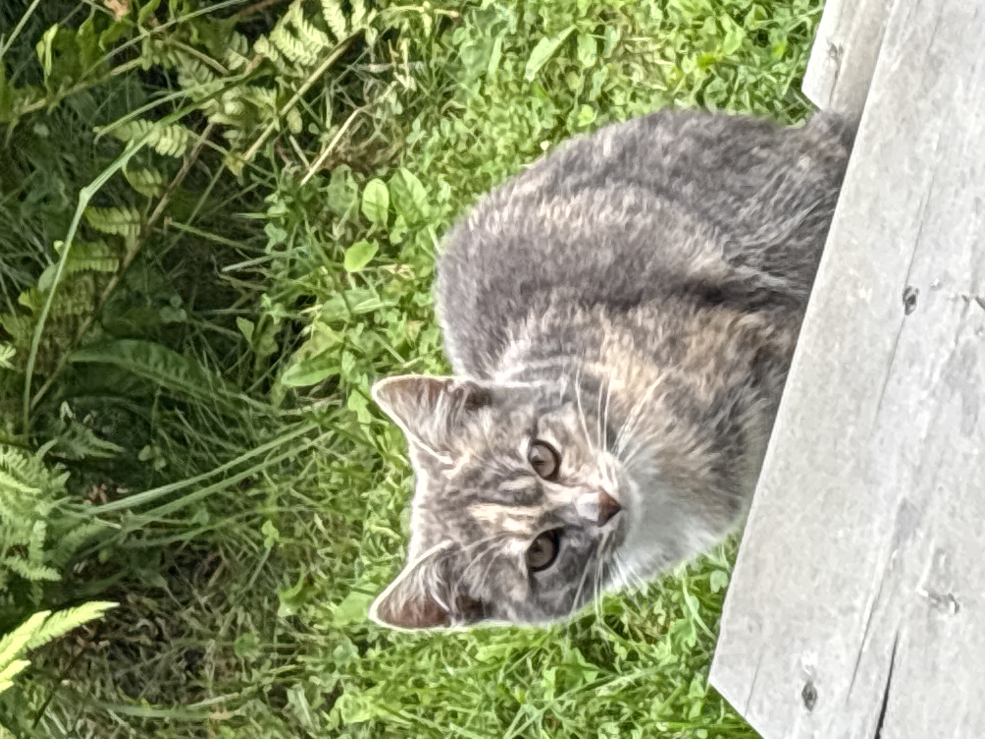 A calico cat with grey, white, and tan fur is sitting on a weathered wooden surface in front of green grass and foliage. The cat is looking directly at the camera with large, brown eyes. The scene appears to be outdoors, possibly in a garden or park. The lighting suggests it is daytime. There is no information to suggest the location is in Zvenigorod, Russia.