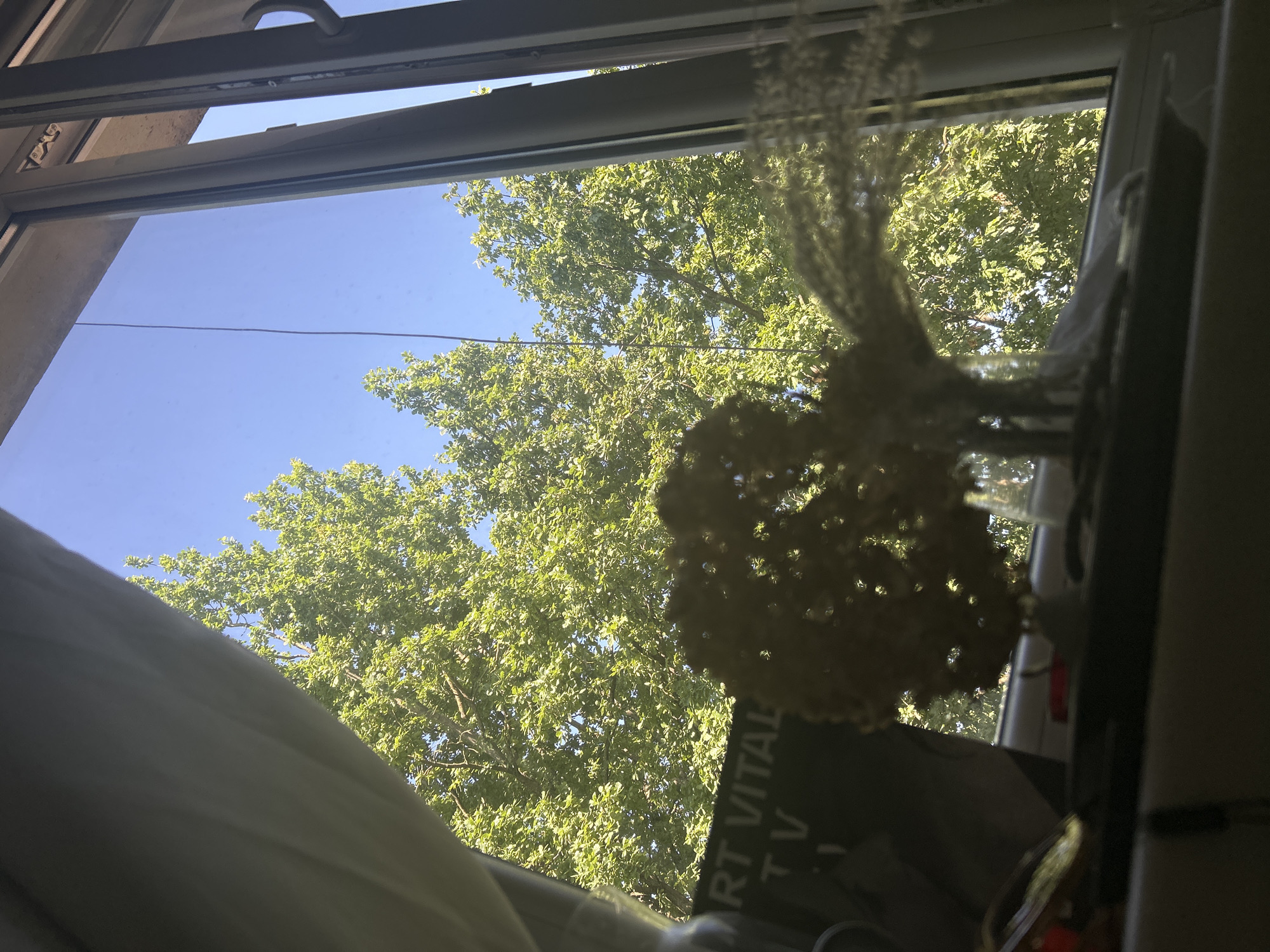 The image shows a view from an interior space looking out a window. Outside, lush green trees are visible against a clear blue sky. A sheer white curtain partially obscures the left side of the window. In the foreground, on a windowsill or shelf, are several objects. One object is a dark, rectangular item with text that appears to read "ART VITAL TV". Another object is a dried flower arrangement, possibly a hydrangea, with intricate, lace-like petals, casting a shadow. The overall lighting suggests it is daytime, with sunlight filtering through the trees. The image does not provide specific visual cues to pinpoint a location in Vilnius, Lithuania.