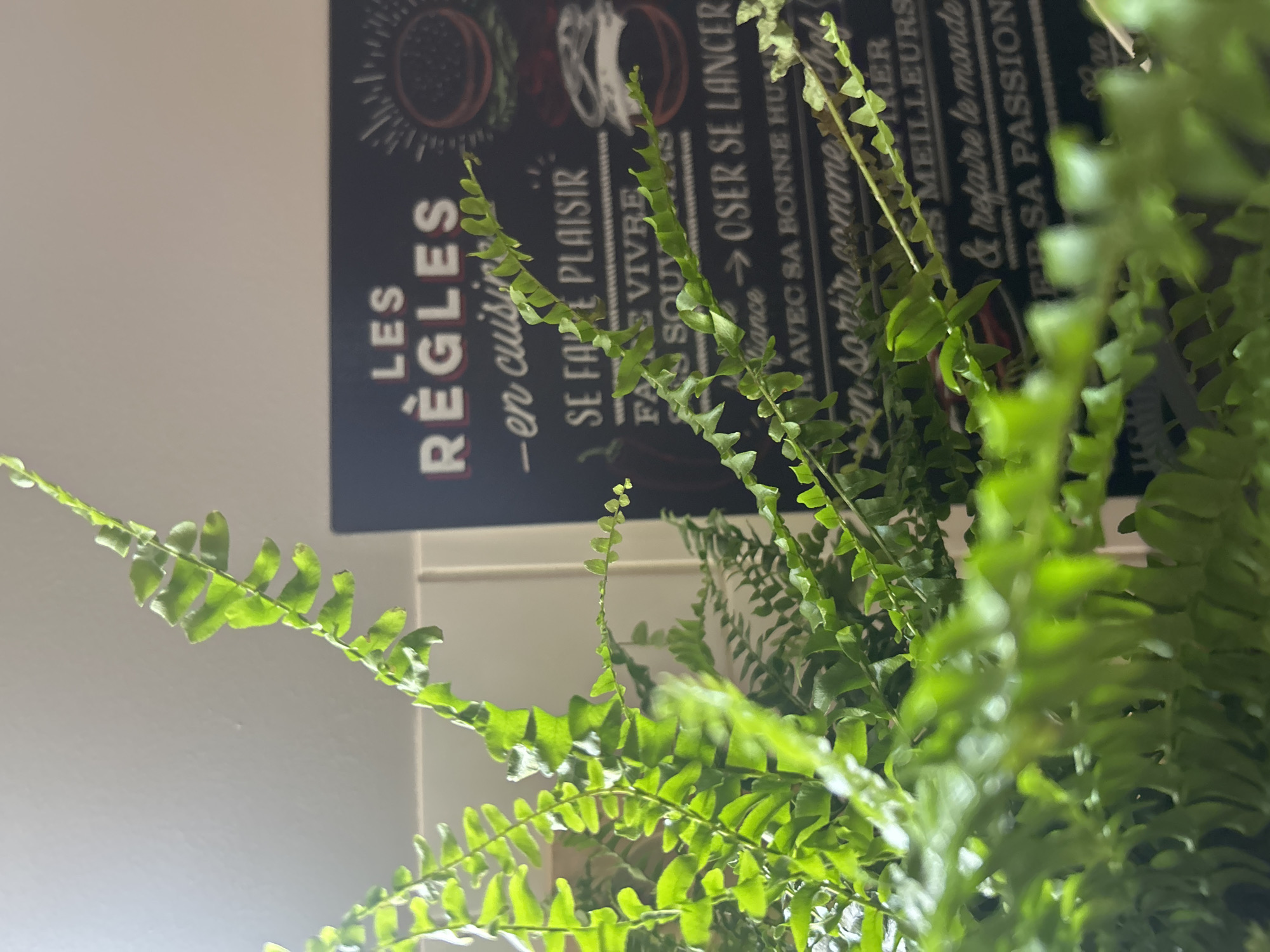 An indoor scene shows a lush green fern in the foreground, with its fronds obscuring a black sign in the background. The sign, which is a poster or chalkboard, has white text and some illustrative elements. The text appears to be in French and includes phrases like "LES REGLES", "-en cuisine", "SE FAIRE PLAISIR", and other statements related to cooking or living. There are stylized drawings of burgers on the right side of the sign. The background also shows a white wall and a portion of a cabinet or door. The lighting suggests an indoor environment, possibly a kitchen or dining area. There are no people visible in the image. This scene is not located in the city of Anduze, France.