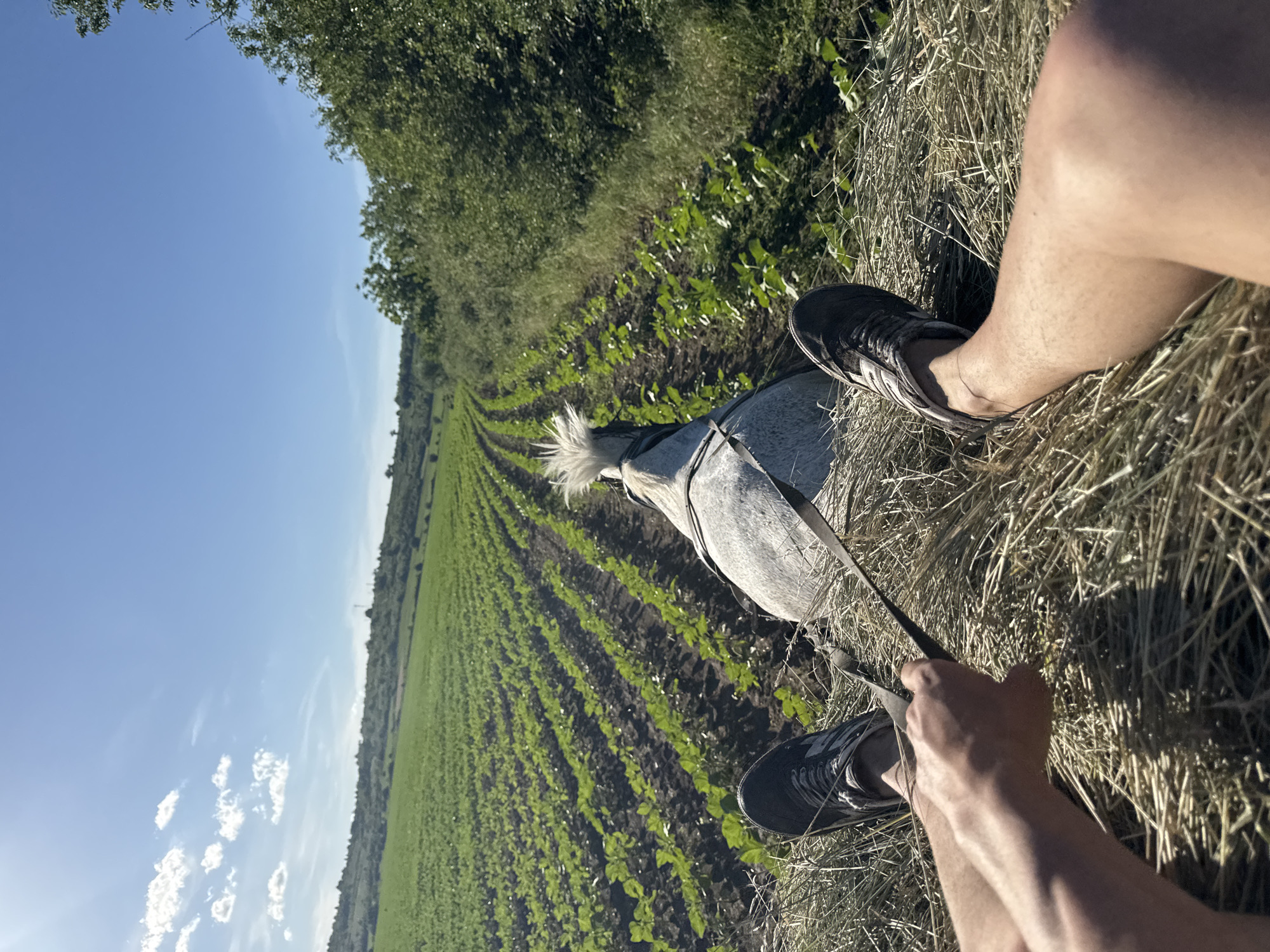 The image shows a person sitting on what appears to be a haystack, next to a field of crops. The person is holding the reins of a gray horse. The sky is blue with some clouds. The location is unknown, Unknown.