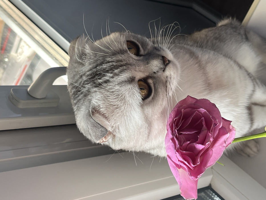 The image displays an indoor scene in Zvezda, Russia, featuring a silver tabby Scottish Fold cat with amber eyes and characteristic folded ears. The cat is seated on a light-colored surface, positioned to the left of a white PVC window frame. Its head is slightly lowered, and its gaze is directed towards the right side of the frame. A vibrant pink rose with a green stem is located in the foreground, to the left of the cat's head. A light-colored window handle is visible on the upper portion of the window frame. Natural light from the window illuminates the subjects. An indistinct outdoor environment is partially visible through the windowpane on the right.