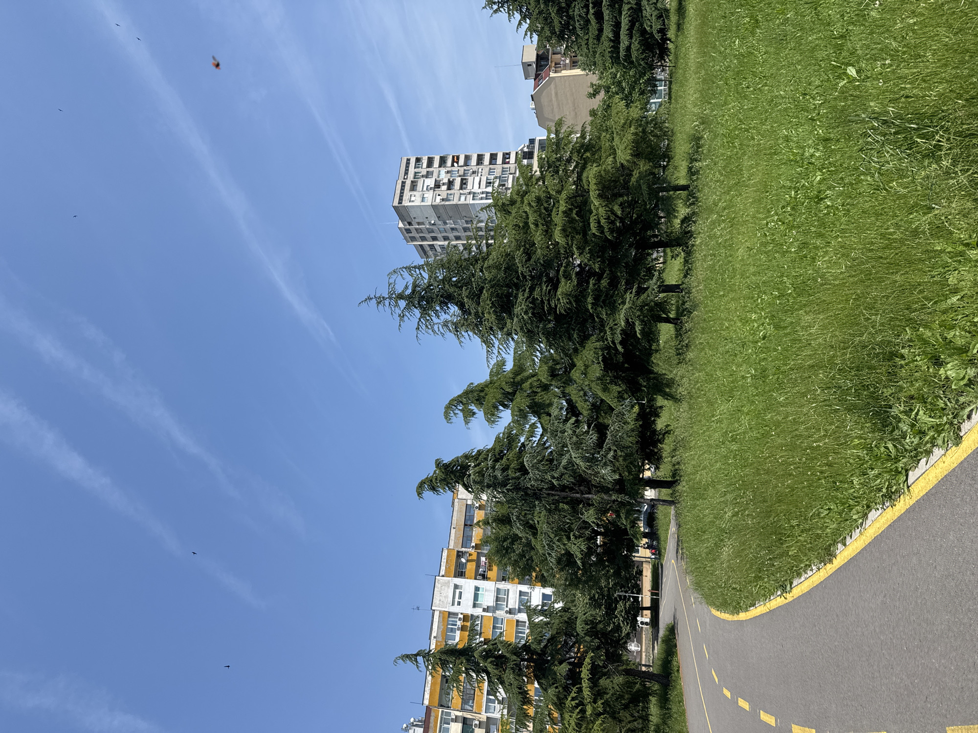 A sunny daytime scene depicts an urban park with residential buildings in the background, located in the city of Unknown, Unknown. The sky is clear blue with faint white contrails and several small, dark bird-like figures in flight, along with one blurred orange airborne object in the upper right quadrant. In the foreground, a paved asphalt path with solid yellow right-edge markings and dashed yellow center markings curves from the bottom left, moving upwards and to the right. Adjacent to the path on the right is an expanse of tall, unkempt green grass. A line of mature, dark green coniferous trees acts as a midground element, partially obscuring the buildings behind them. On the left side of the background, a multi-story residential building features a worn facade with white and distinct yellow-orange sections, displaying numerous windows and visible air conditioning units. To its right, a taller, slender, grey concrete multi-story residential building stands, exhibiting multiple balconies, some with flags or laundry, including a red and yellow item on an upper-level balcony. A third, lighter-colored building with a sloped roof is partially visible behind the tall grey structure on the far right. No people are discernible in the image.
