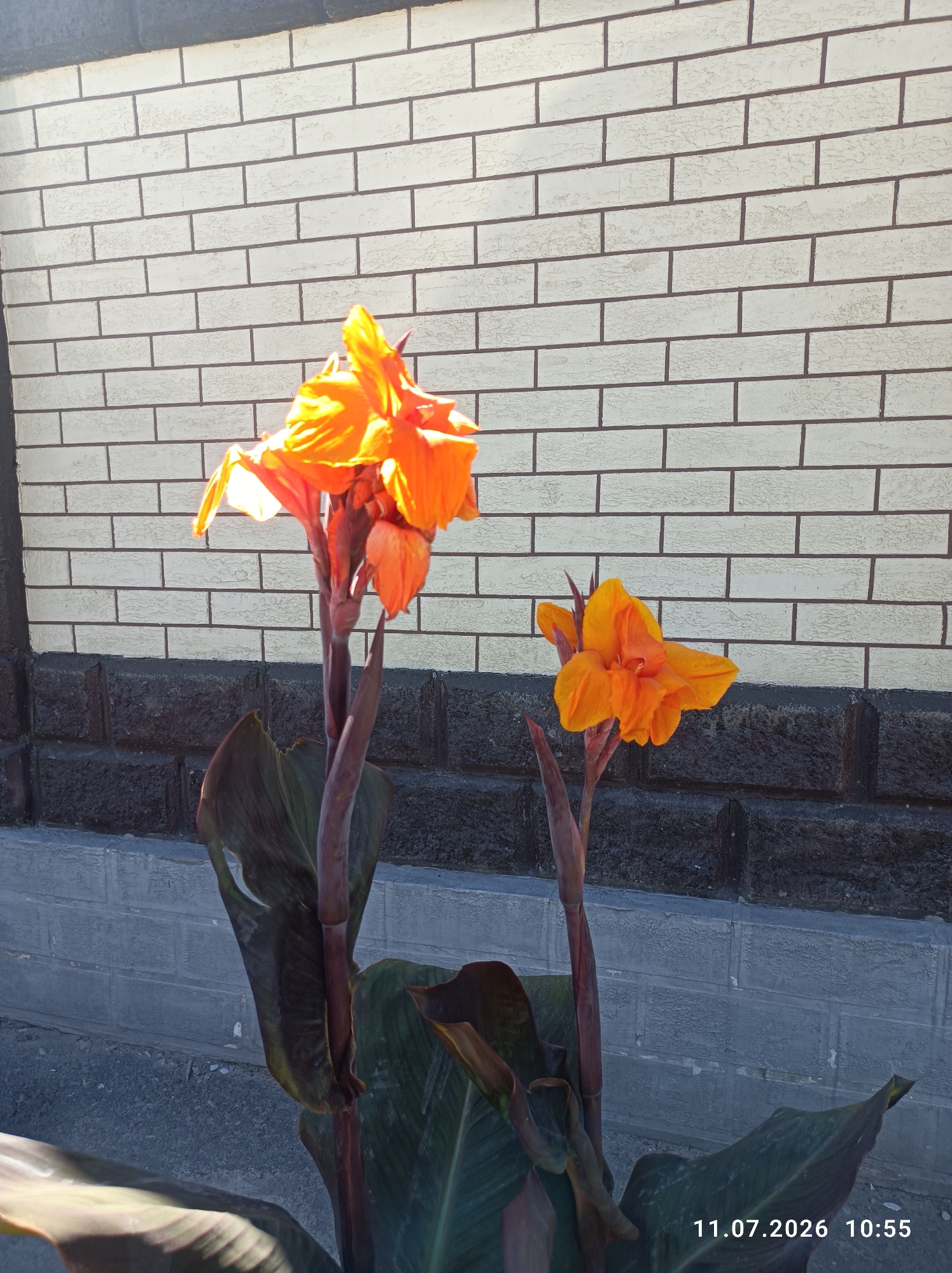 The image shows two orange Canna lilies in bloom, with their trumpet-shaped petals facing left and right. The flowers are set against a backdrop of a white brick wall with dark grey mortar lines. The lower portion of the wall is made of darker, rougher bricks. In the foreground, large, dark green leaves of the Canna lilies are visible, with hints of red and brown. The ground appears to be a paved surface. The lighting suggests it is daytime, with the sun casting highlights on the petals. A timestamp "11.07.2026 10:55" is visible in the bottom right corner. The image was taken in Chuy, Kyrgyzstan.