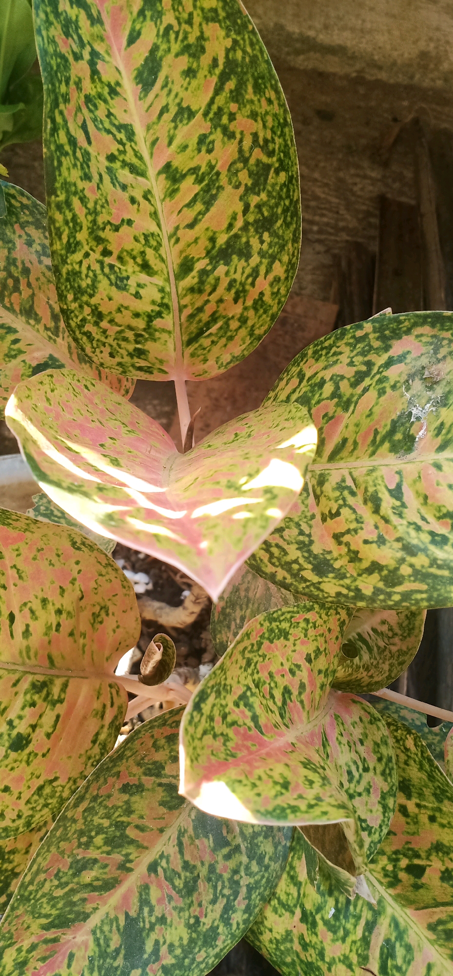 The image shows a close-up view of the variegated leaves of a plant, likely an Aglaonema, with a mottled pattern of green, yellow, and pink. The leaves are large and ovate, with prominent central veins. Some leaves are catching the sunlight, creating bright highlights and casting shadows. In the background, a rough, textured surface, possibly a wall or a wooden structure, is visible. The overall impression is one of lush foliage, suggesting an outdoor or well-lit indoor environment. The context of Gambarsari, Indonesia, implies a tropical or subtropical setting where such plants thrive. There are no people or animals visible in the image.