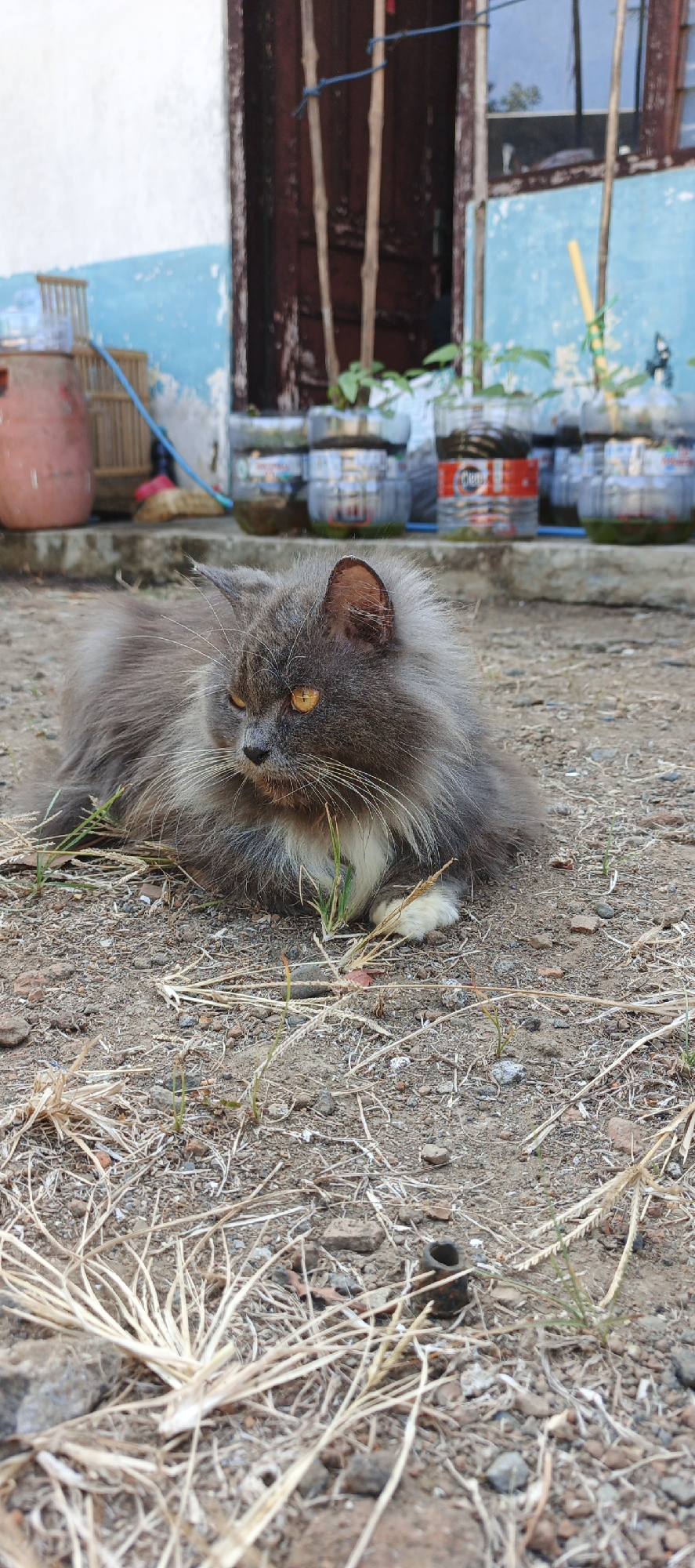 A long-haired gray cat with amber eyes is lying on the ground in an outdoor area. The cat is facing to the left of the frame. The ground is covered with dirt, small stones, and dry grass. In the background, there is a building with a blue and white painted wall. Several plastic bottles are lined up on a raised concrete surface, some containing small plants. Behind the bottles, a wooden door is visible. To the left of the door, a large red cylindrical object and a wooden cage are present. The scene appears to be in the city of Moyudan, Indonesia.