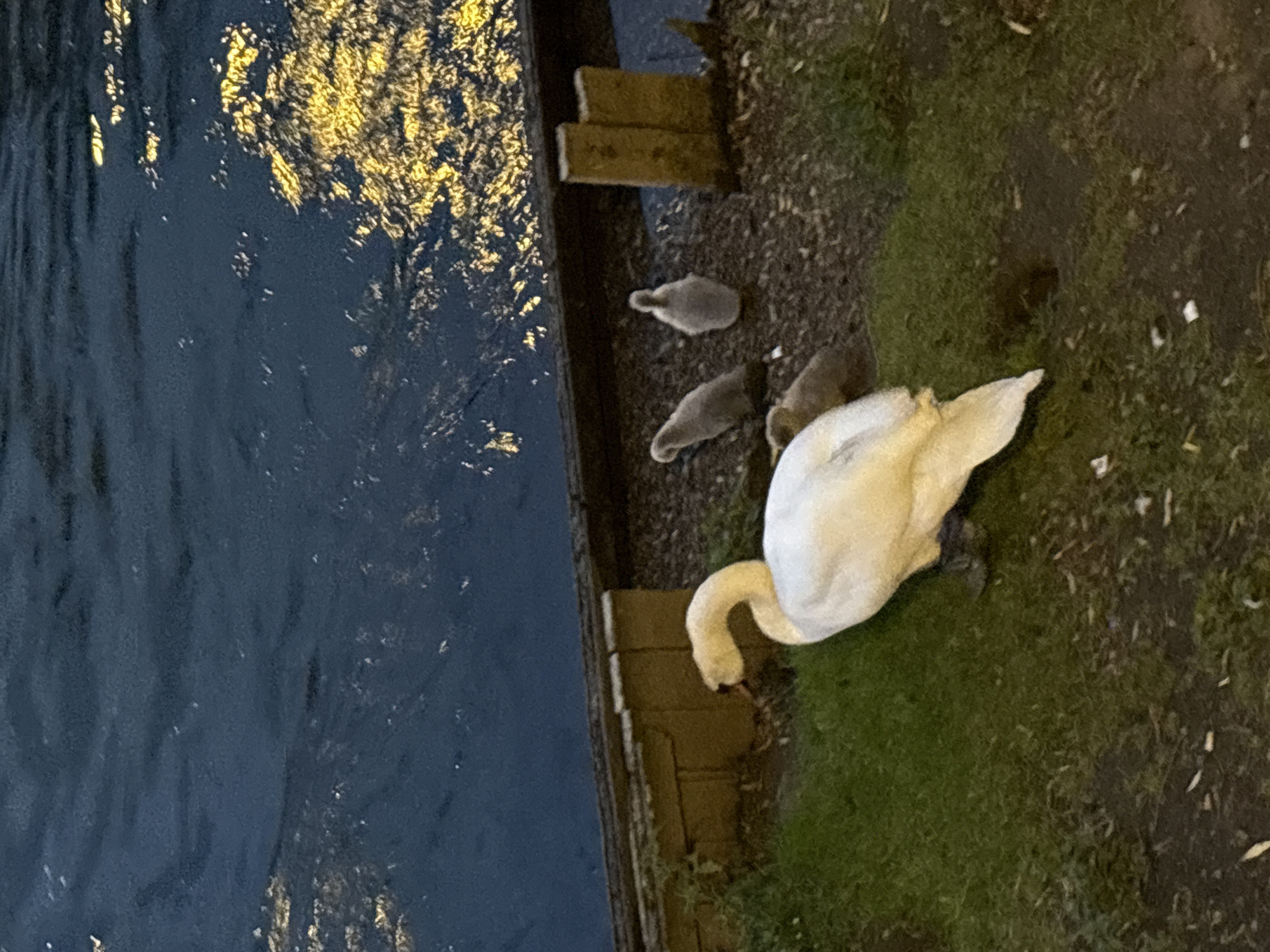 The image shows a swan and three cygnets near a body of water, likely a canal or river. The water appears dark and reflective, with golden highlights suggesting artificial lighting nearby. The swan is predominantly white, standing on a patch of green grass near the edge of the water. The cygnets are grey and appear to be huddled together. The location is suspected to be in Strasbourg, France. Elements of stone embankment are also visible.