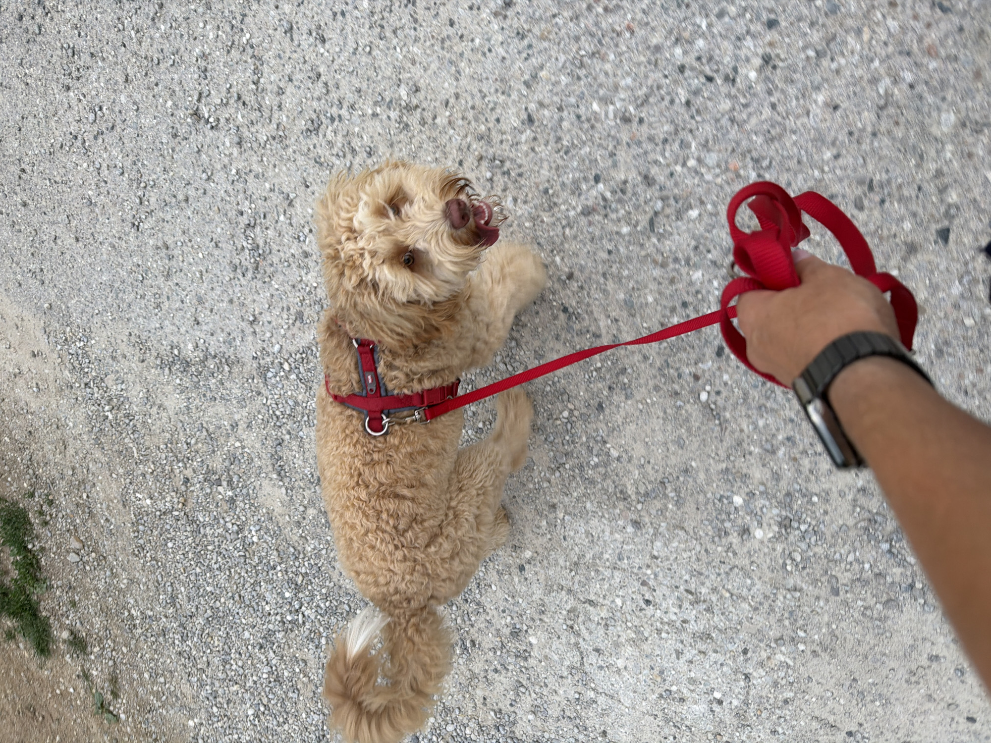 A medium shot captures a light brown dog with curly fur wearing a red harness, walking on a gravel path. The dog is looking towards the camera with its mouth open and tongue hanging out. A person's hand, wearing a smartwatch, holds a tangled red leash connected to the dog's harness. The background consists of more gravel, with some green grass visible at the top left corner. The scene appears to be outdoors, on a bright, possibly sunny day. The location is identified as Poing, Germany.