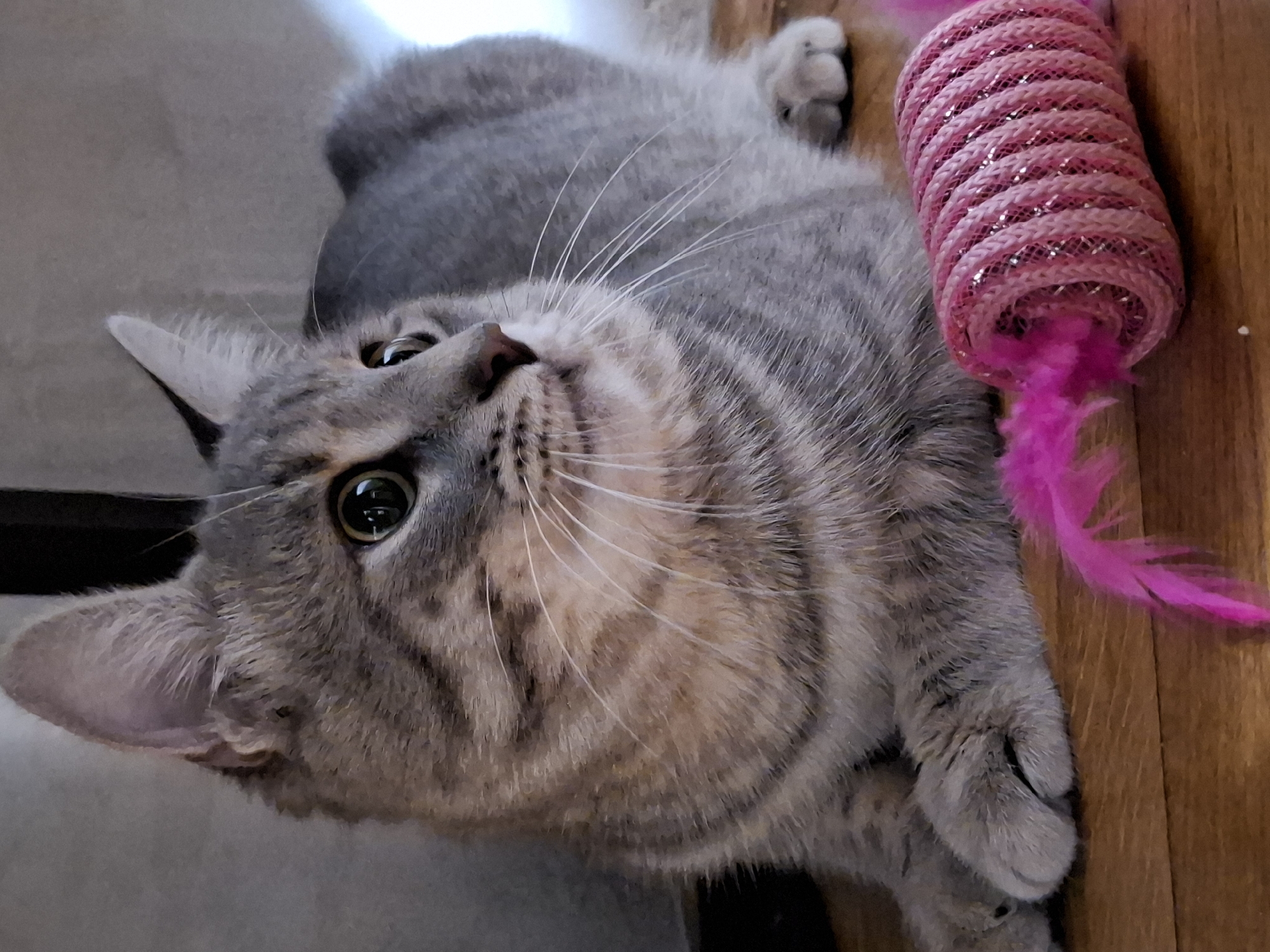 A gray tabby cat is lying on its back on a light-colored floor, gazing upwards. The cat has green eyes and a pink nose. A pink and silver cat toy with pink feathers is next to the cat. The location is unknown and there is no indication that this image was taken in Novi Sad, Serbia.