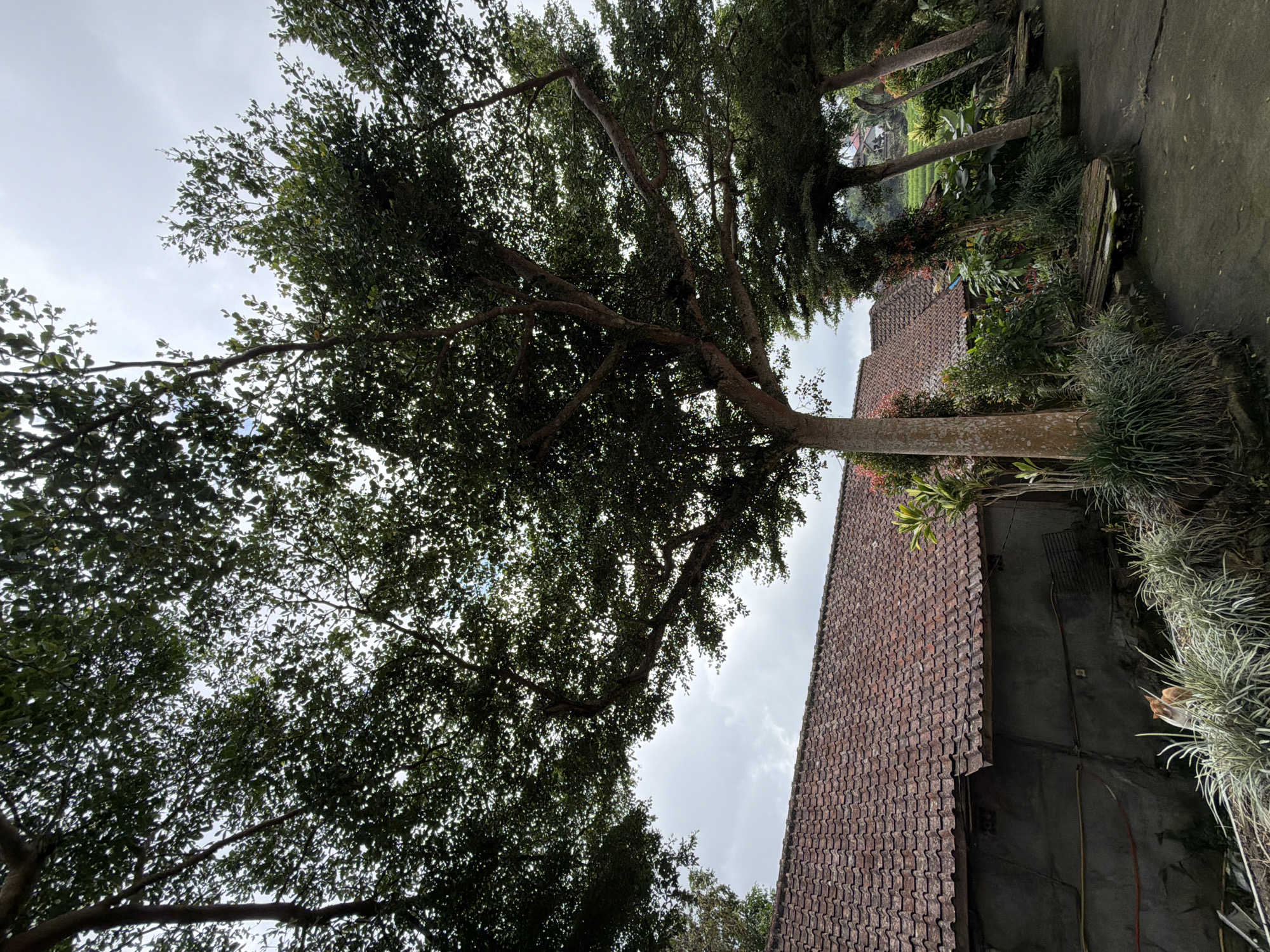 The image, taken in Unknown, Indonesia, shows a view looking up at trees and a building. The sky is overcast with light gray clouds visible through the foliage of the trees. The trees have dense, dark green leaves and branches that reach across the frame. To the right of the trees, a building with a dark red tile roof is visible. A wall with electrical wiring and some plants growing near it are present. A concrete pathway or road is visible on the upper right, with trees lining it. The scene appears to be outdoors, possibly in a residential or rural area.