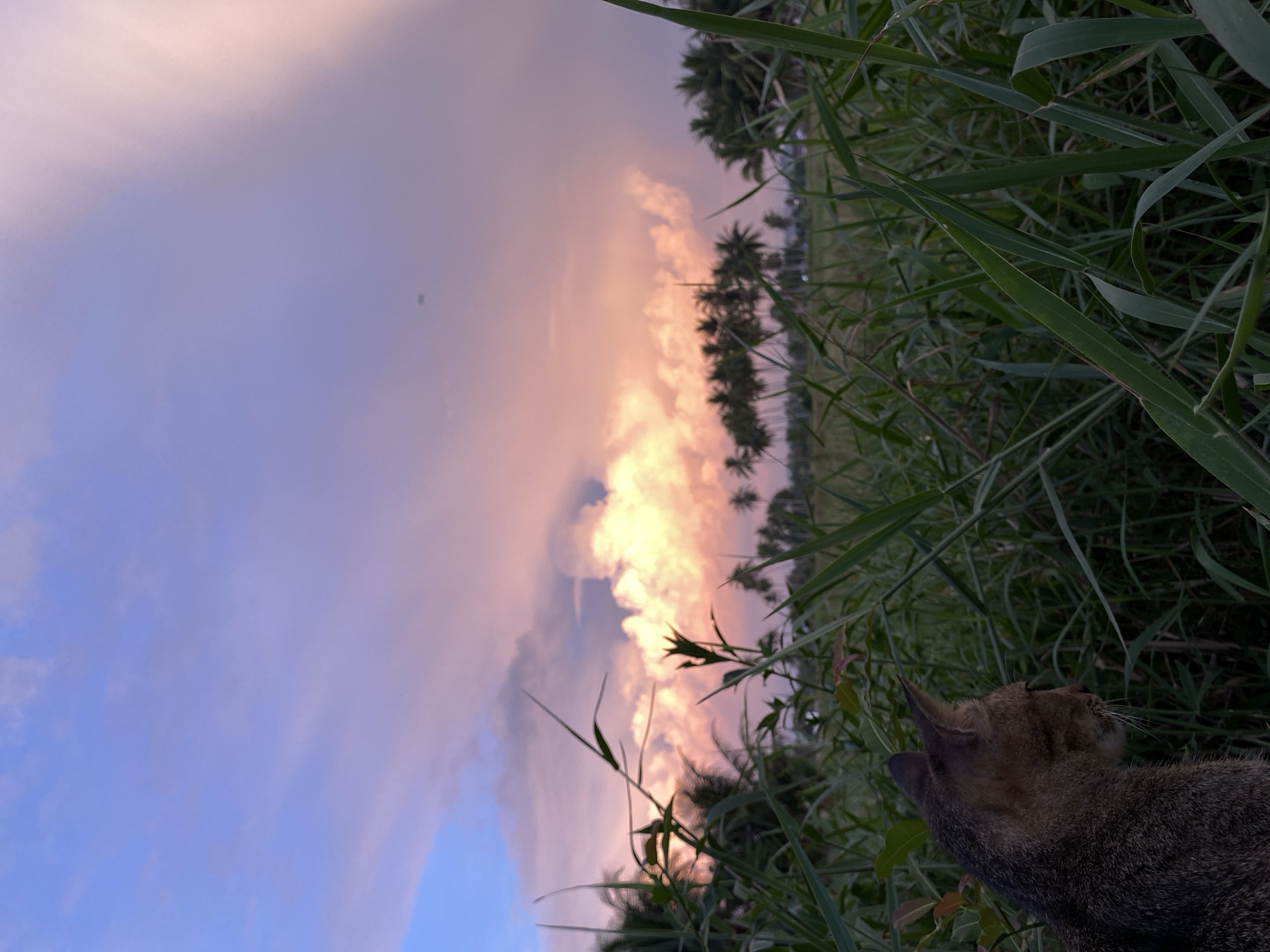 A tabby cat sits in tall green grass, facing to the right and looking away from the camera. In the background, a field of palm trees stretches across the horizon under a vibrant sunset sky filled with pink and orange clouds. The scene is set in Cotgadong, Indonesia.