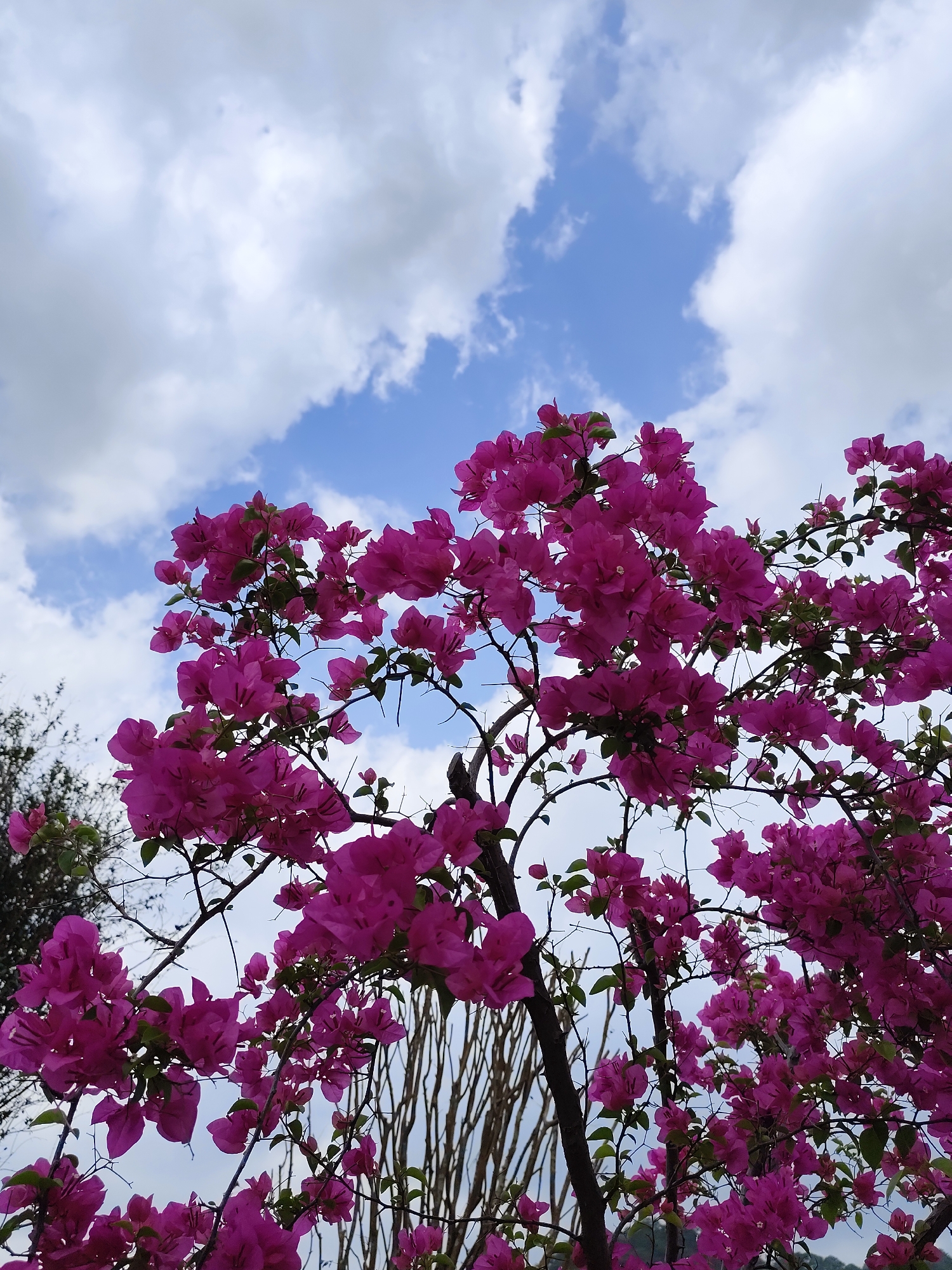 The image captures a vibrant display of magenta bougainvillea flowers against a backdrop of a partly cloudy, blue sky. The bougainvillea, abundant with blossoms, fills the majority of the frame, its branches and foliage visible through the dense petals. The tree trunk and finer branches are in view, providing structure to the floral display. The sky peeks through the foliage, showing patches of blue interspersed with white clouds. The location is Da Lat, Vietnam. Other plants are slightly visible in the lower portion of the image.