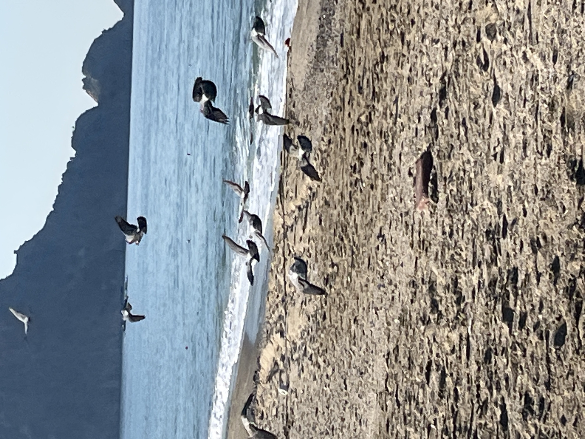 The scene depicts a flock of birds, potentially terns or similar shorebirds, in flight along a beach, presumably in Alanya, Turkey, given the prompt's instruction. The birds are concentrated near the shoreline where waves break. The beach itself is composed of coarse sand. In the background, a landmass rises, possibly part of the terrain near Alanya. The sky is clear, suggesting daylight. A person's foot or leg is partially visible on the right side of the image.