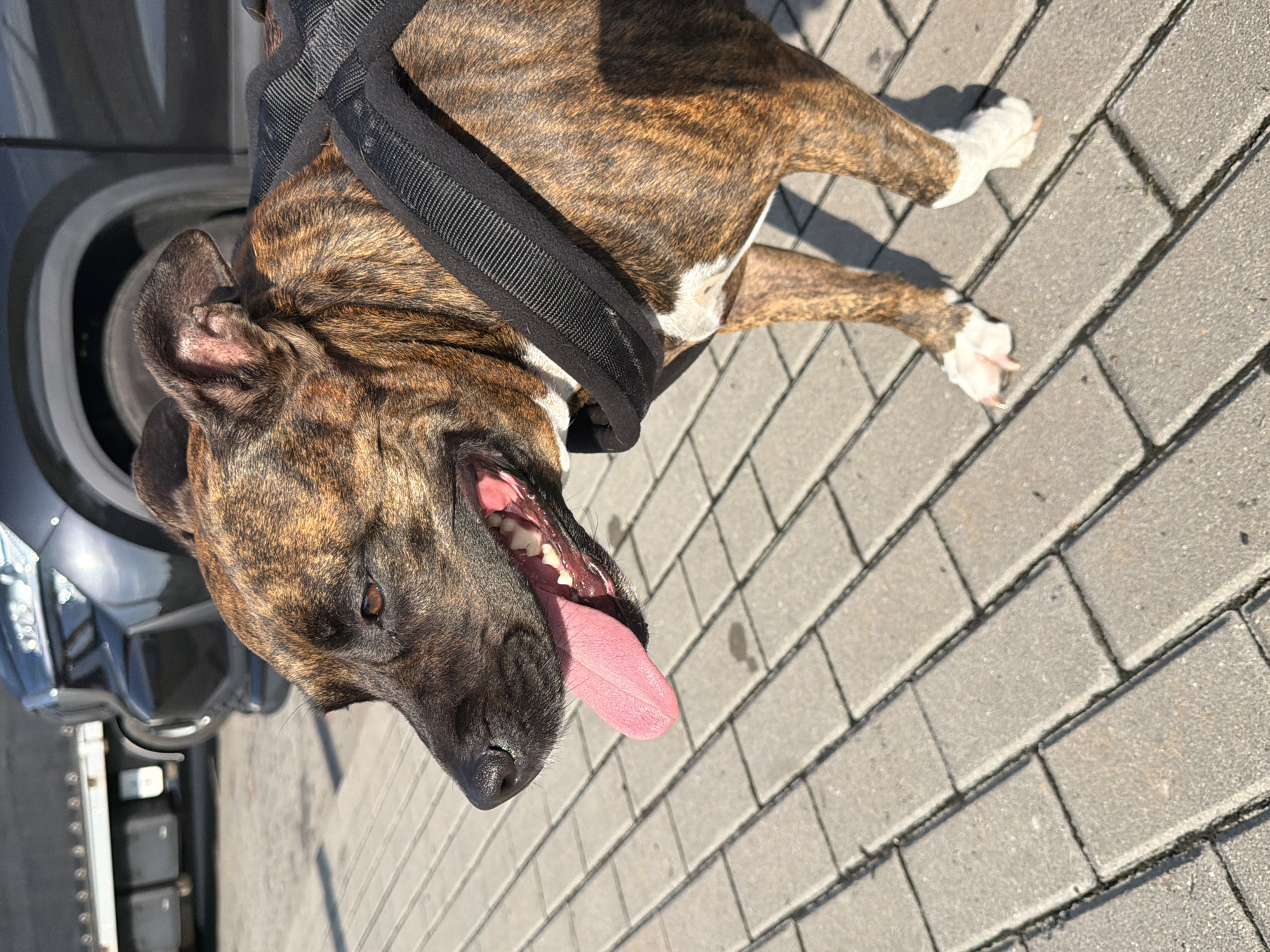 A brindle-colored dog with a black harness stands on a paved walkway. The dog's mouth is open, and its pink tongue is extended. In the background, a dark-colored vehicle is visible. The scene is outdoors, suggesting a public area within the city of Nowa Gorzelnia, Poland. The lighting indicates it is daytime.