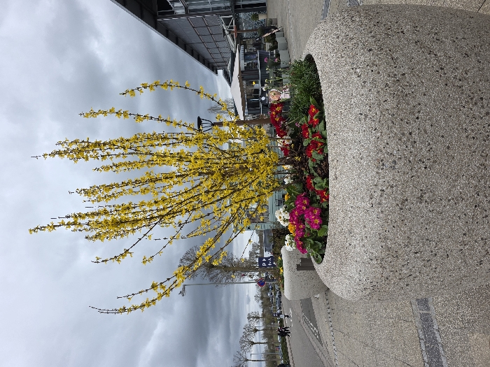 The image displays an urban outdoor environment in Zweibrücken, Germany, under an overcast sky. In the immediate foreground, a large, rounded planter made of light gray exposed aggregate concrete contains a seasonal floral display. A prominent Forsythia bush, densely covered in bright yellow blossoms, rises from the center of the planter. Beneath the Forsythia, smaller flowering plants are arranged, featuring deep pink, red, and white blooms, interspersed with green foliage. To the left, a paved pedestrian walkway extends towards a street where several individuals are walking in the distance. Leafless deciduous trees and streetlights line the street, with a blue square sign displaying a white 'P' visible. To the right, a modern building with a gray metal exterior and extensive glass panels is present, adjacent to an outdoor area furnished with white umbrellas and tables. A black, contemporary-style street lamp is partially obscured behind the Forsythia bush.