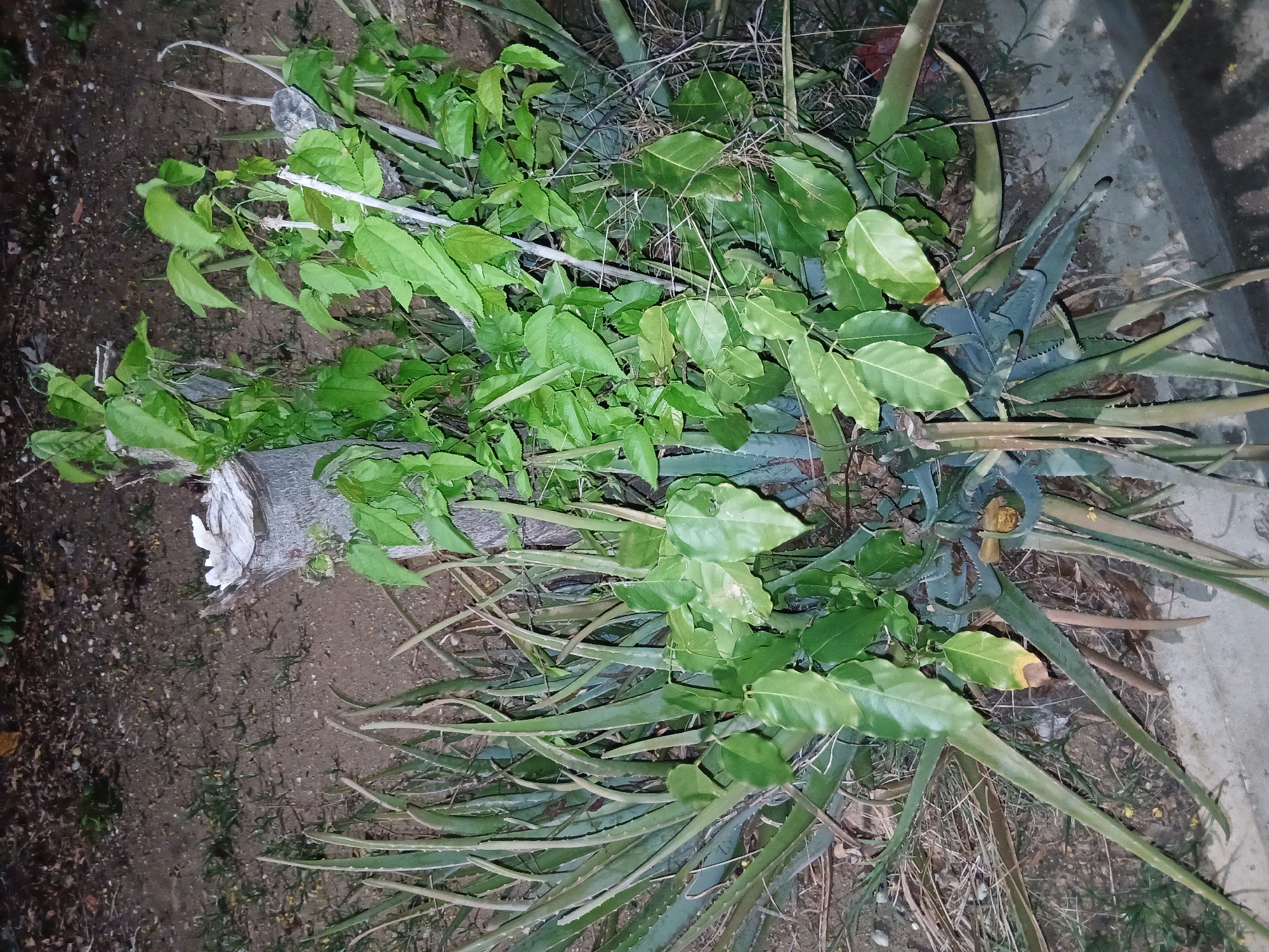 A close-up, eye-level shot captures a cluster of aloe vera plants intertwined with a climbing vine around a partially visible tree stump. The aloe vera plants have long, spiky green leaves, some of which appear dried or damaged. The vine is lush and green with heart-shaped leaves, climbing and trailing over the aloe vera and the stump. The background consists of dark soil with scattered debris and some small green shoots. The scene is dimly lit, suggesting it might be dusk or nighttime. The lower right corner shows a concrete border, indicating an outdoor, possibly urban or suburban, setting in Santa Ana, Venezuela. No people or animals are visible.