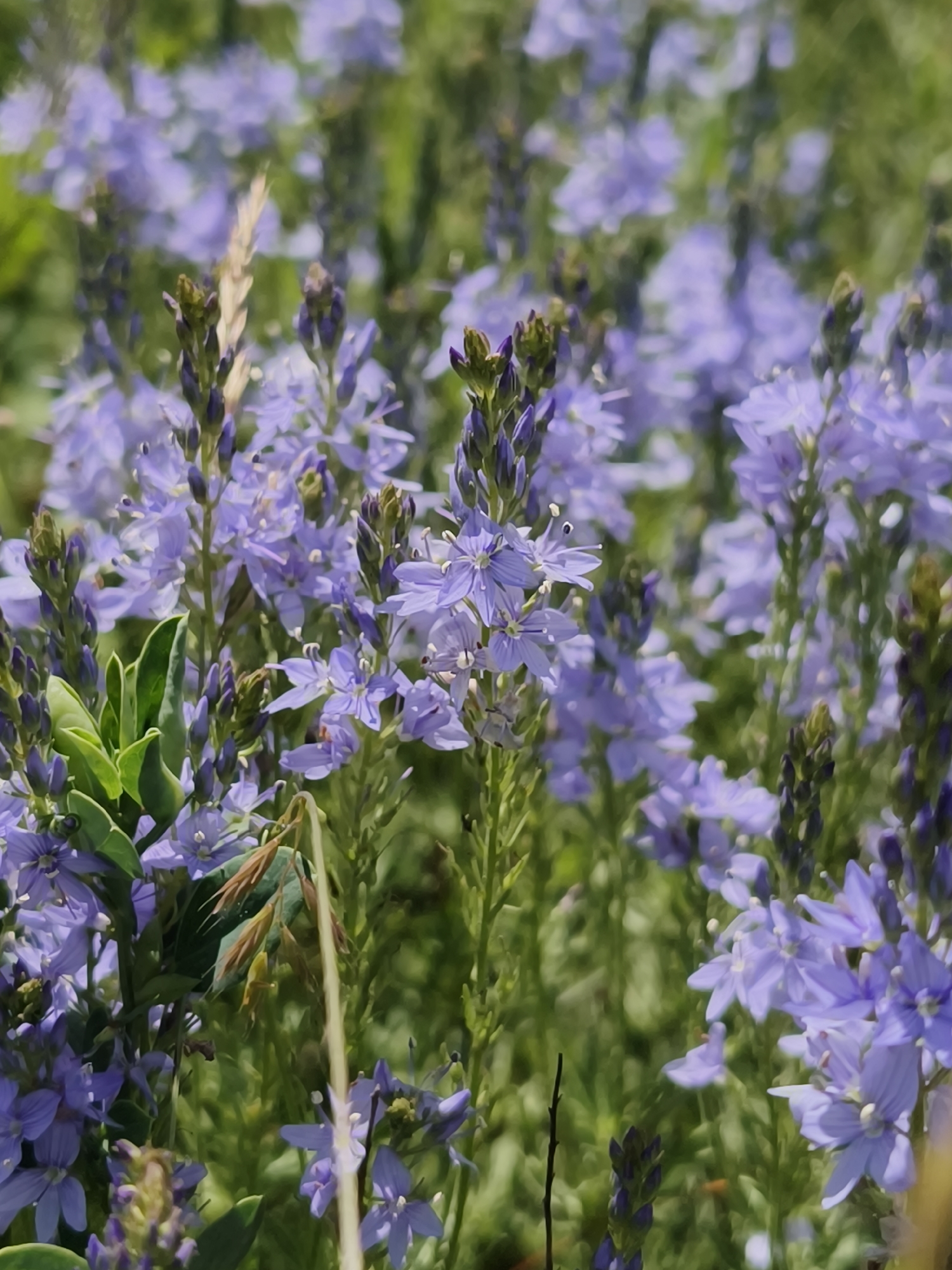The image depicts a close-up view of a field of vibrant purple flowers. The flowers appear to be growing naturally in a grassy area. There are stalks of grass mixed in among the flowers. The location is potentially Poltavka, Ukraine.