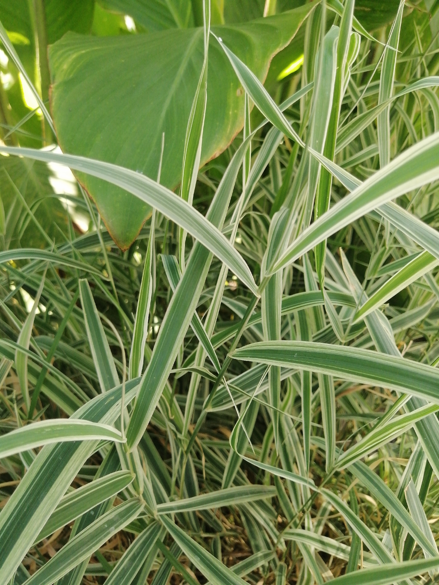 The image shows a close-up view of variegated ornamental grass with long, slender leaves striped with green and white. The grass is densely packed, with many blades overlapping and intertwining. In the background, a large, smooth green leaf, possibly from a canna lily, is partially visible. The lighting suggests it is daytime, with some sunlight filtering through the foliage, creating highlights and shadows. There are no people or discernible human activity. The scene appears to be a garden or park setting, and could be located in the city of Kremenchuk, Ukraine, given the provided context.